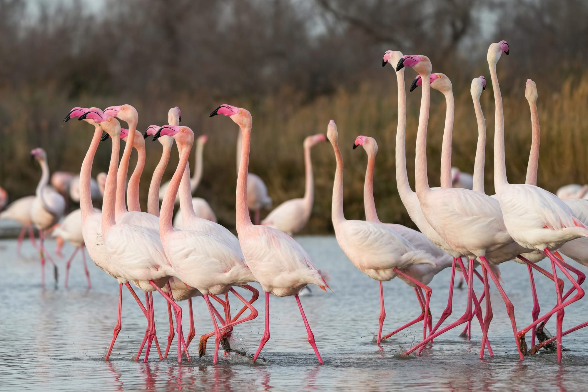 Greater flamingos courtship display in the Camargue during mating season.
During the mating season, Greater flamingos (Phoenicopterus roseus) express the following courtship display:
Turning head left and right every 1 to 2 seconds while singing (mostly with closed beak) and staying static
Walking all together as a group in the same direction while turning head left and right every 1 to 2 seconds while singing (mostly with closed beak)
Doing a courbette
Pointing head to the sky and spreading wings
Rinsing the foot in water and then scratch the head with it
Kissing