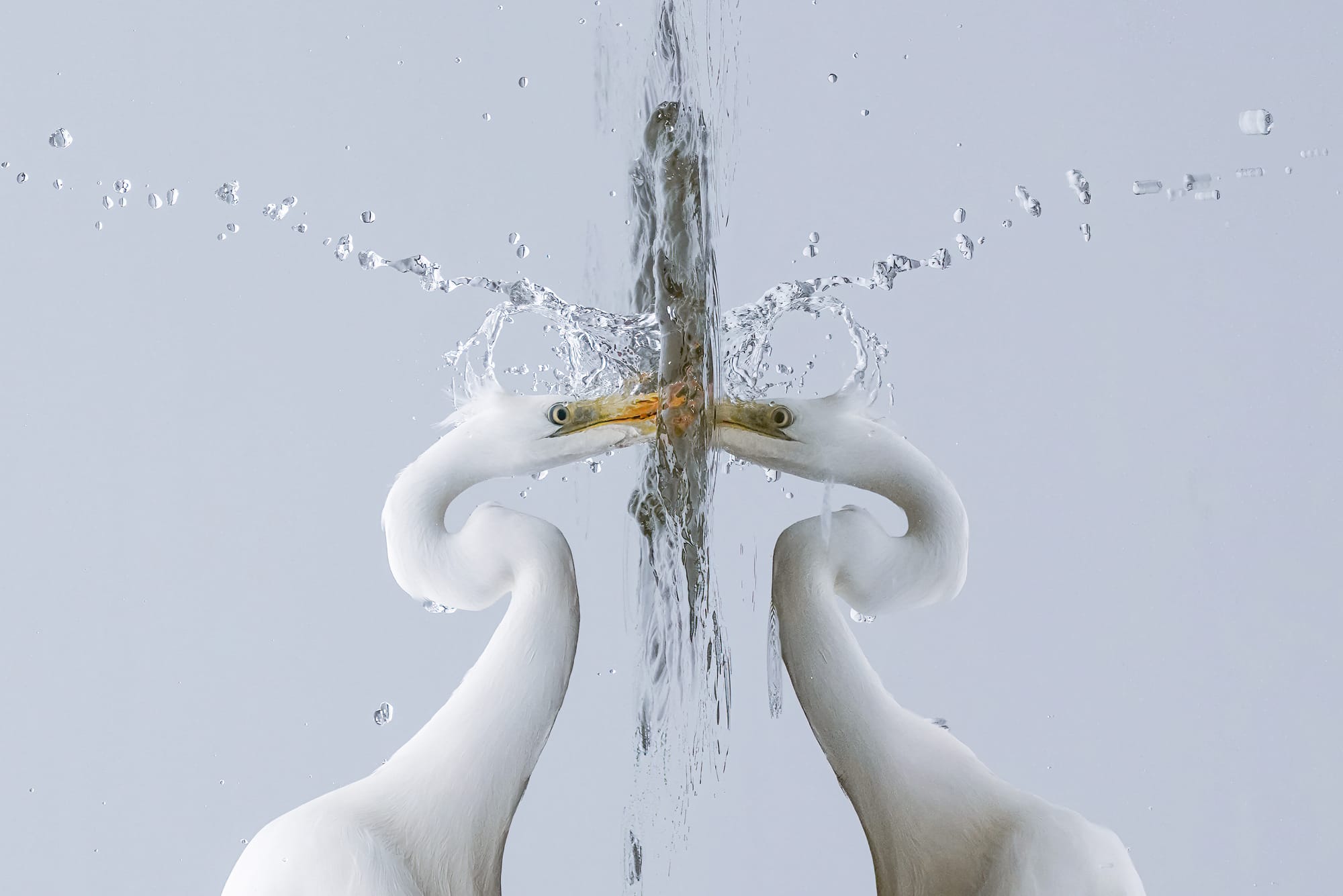 Great egret (Ardea alba) fishing during a foggy day at Champ-Pittet, Switzerland. Exceptional weather circumstances with no wind and the presence of fog were needed to take this picture. The absence of wind allowed to have a perfect water reflection while the presence of fog allowed to have perfect colorless clean water instead of having the sky and vegetation reflecting their colors in the water. Image rotated 90 degrees to the left to better highlight the bird's perspective and the reflection on the water's surface.