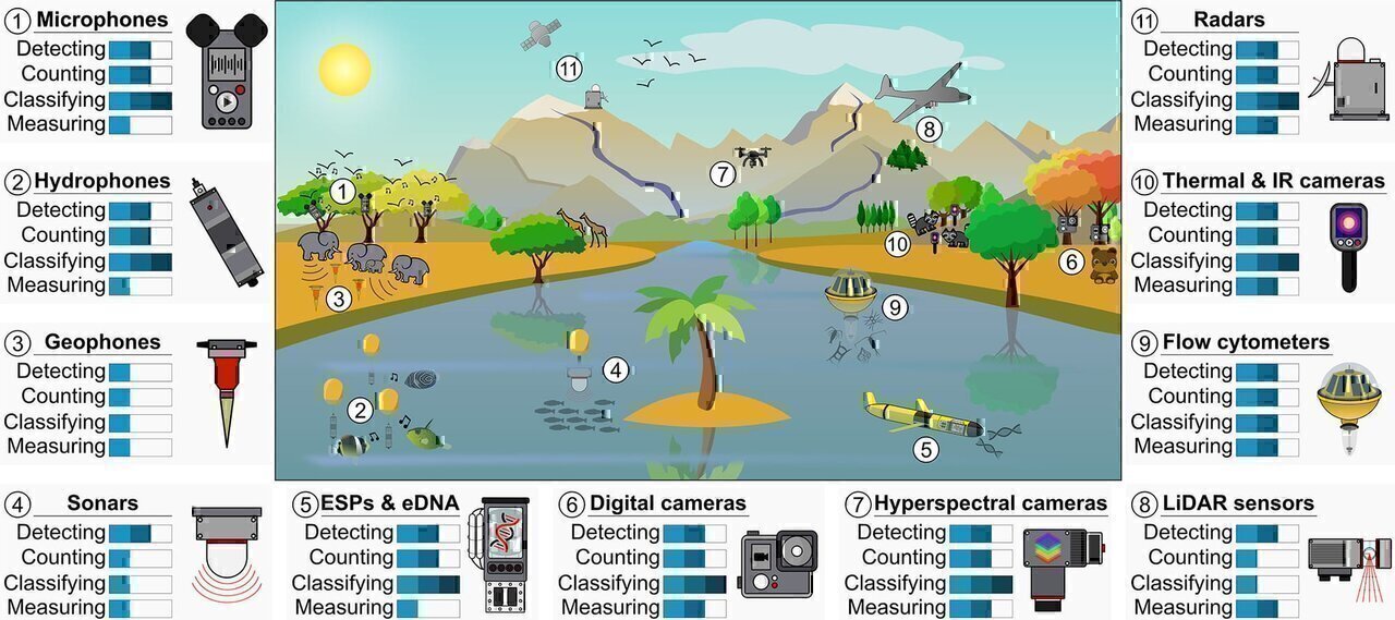 A diversity of automatic recorders to monitor ecological communities non-invasively and remotely. (1) Vocalising birds being monitored by microphones deployed on trees. (2) Stridulating and drumming fishes being recorded by hydrophones attached to moorings. (3) Walking elephants producing ground vibrations perceived by geophones. (4) Fish shoal being detected by a sonar. (5) Oceanic glider navigating an Environmental Sampling Processor (ESP) to sample eDNA. (6) Bear being detected by camera traps fixed on trees. (7) Hyperspectral camera mounted on a drone and monitoring tree composition in a forest. (8) LiDAR sensor mounted on an unmanned aerial vehicle monitoring multiple forest canopies. (9) Imaging flow cytometer attached to a mooring and recording planktonic communities. (10) Racoons being detected by thermal and IR cameras at night. (11) Stationary radar and a satellite radar, respectively, monitoring bird and large mammal populations. Recorder's ability to detect the presence of living organisms, count their numbers, classify them at the species level and measure their traits (e.g. behavioural, functional and morphological traits) is evaluated from 1 to 3 levels as follows: 1 bar corresponds to ‘in corner-case situations only’, 2 bars corresponds to ‘in specific conditions and on specific organisms (for detecting, counting and classifying) or for a limited number of features (for measuring)’, and 3 bars corresponds to ‘in most cases and for most organisms (for detecting, counting and classifying) and for several features (for measuring)’.