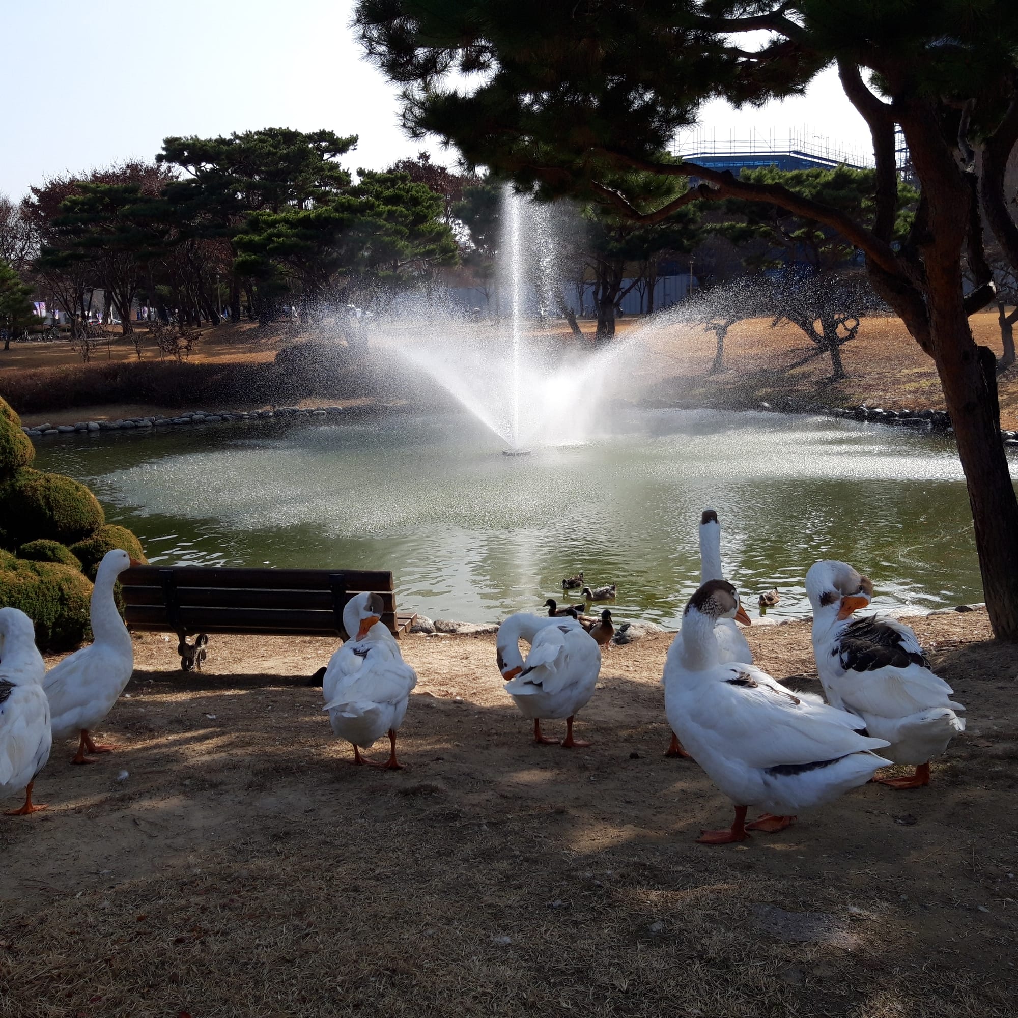 Geese and ducks at the lake in KAIST campus