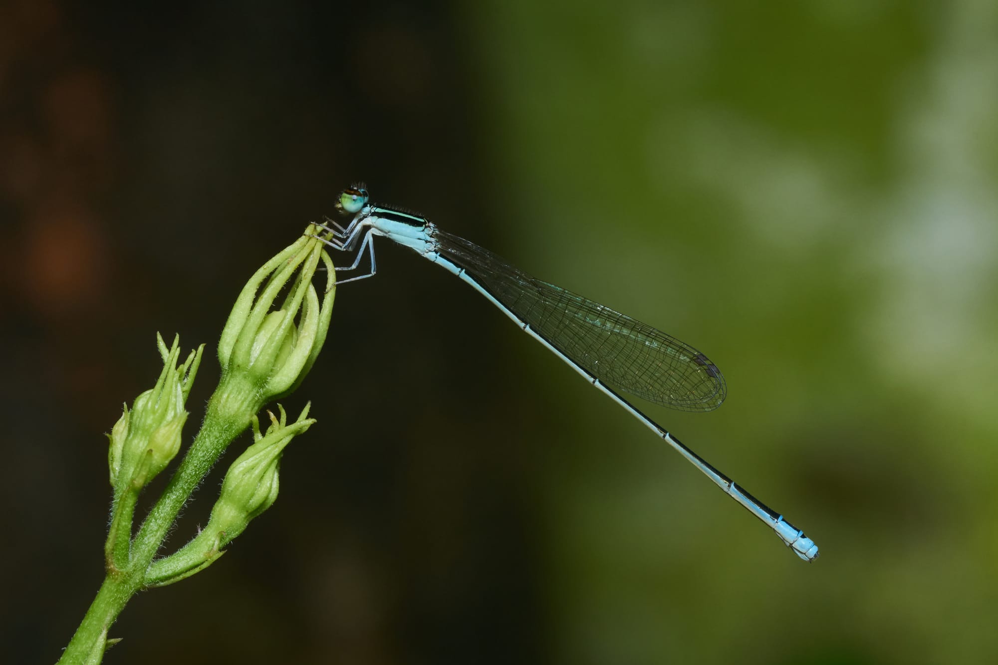 Aciagrion is a genus of damselfly in family Coenagrionidae. It has a wide range from Africa, through Indonesia to Australia. They are commonly known as "Slims".

Green-striped Slender Dartlet or Asian Slim Damselfly (Aciagrion occidentale) is found in Southern India, Sri Lanka and questionably in south Asian counties where another damselfly Aciagrion borneense resembles this very very closely. Male Aciagrion occidentale has a long and slim abdomen; female similar to the male. The male does have a very slight tinge of green dorsally on the thorax, but is very pale compared to that of A. borneense. Aciagrion occidentale is widely distributed in grasslands in open grass besides weedy ponds and marshy areas. Suitable habitat is shrub dominated wetlands although it can also be found in bogs, marshes, swamps, fens, peatlands, small streams and permanent freshwater lakes.


This is a very small damselfly. Male abdomen length 22-24mm; hindwing length 15-16mm. Female abdomen length 24mm; hindwing length 16mm.