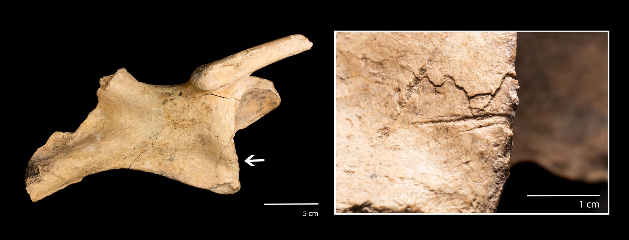 Pelvis megafauna extinta con marcas antrópicas