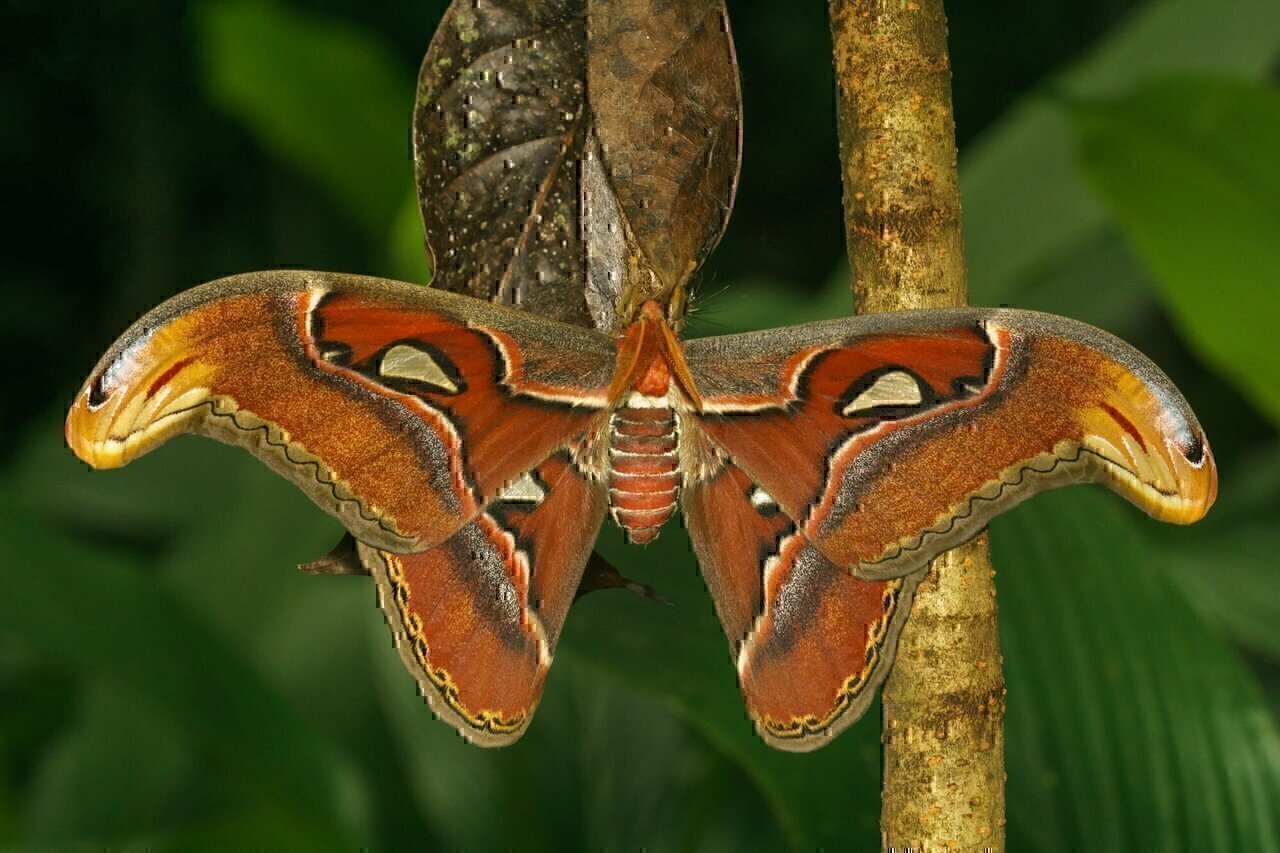 Attacus taprobanis is a moth of Saturniidae family. It is native to southern India and Sri Lanka. This species is very similar in morphology to the much more widely distributed Attacus atlas. It was once considered a subspecies of A. atlas. Here the larva feed on Swietenia macrophylla and later started to pupate by making a cocoon on 13 June 2018. The larva spun a 7-8 cm long papery cocoon interwoven with a leaf. It cut the petiole and attach it to the stem using a strand of silk prior to pupate. This is to prevent accidental falling of the desiccated leaf. The color of the dried leaf matches with the cocoon to offer enough camouflage. The adult moth emerged from the cocoon as photographed here on 07 July 2018. The wingspan of male is about 180-200 mm.