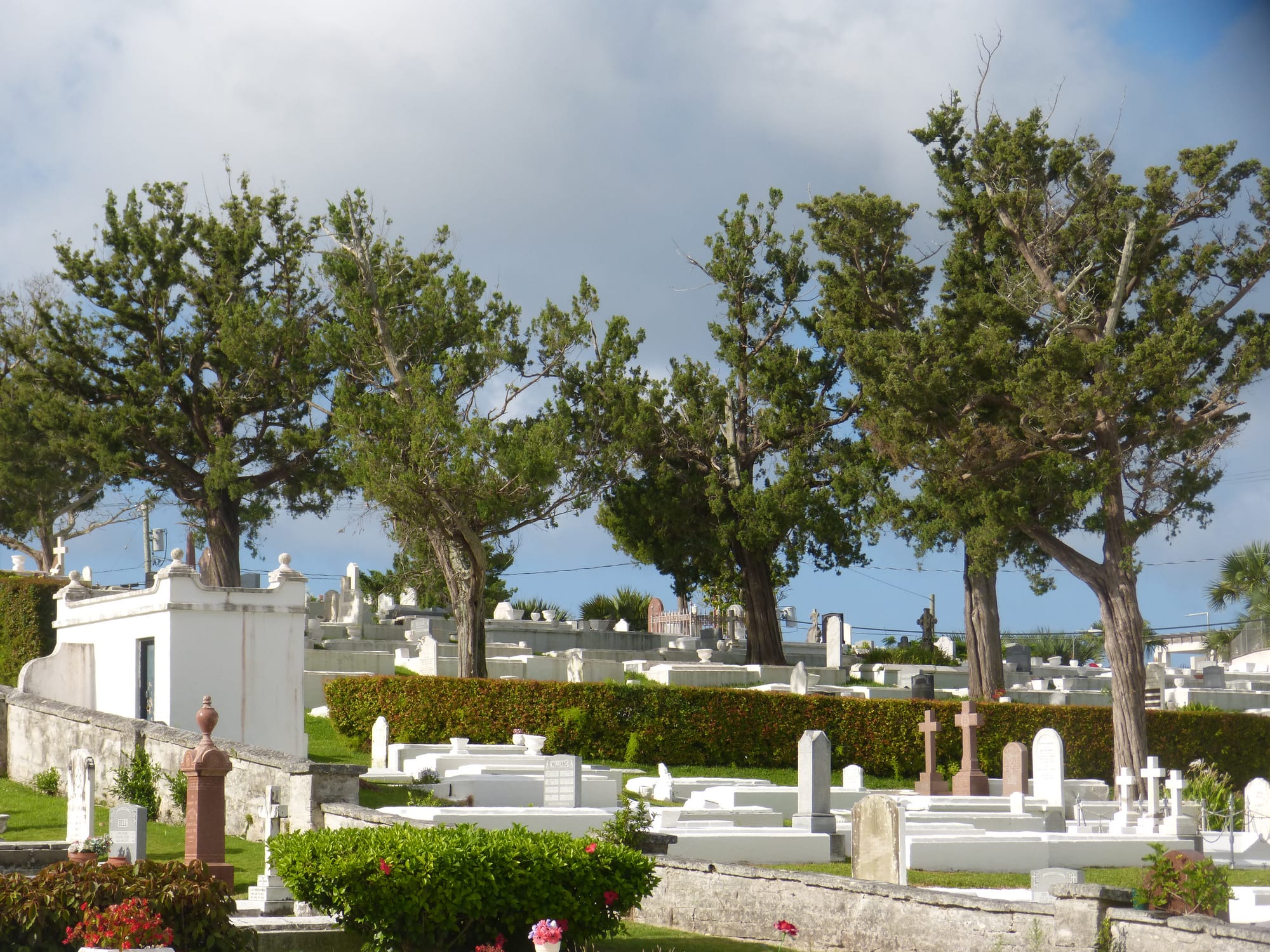 Bermuda cedars (Juniperus bermudiana) in the cemetery of St. John's Church (Church of England), Pembroke, Bermuda in 2016.