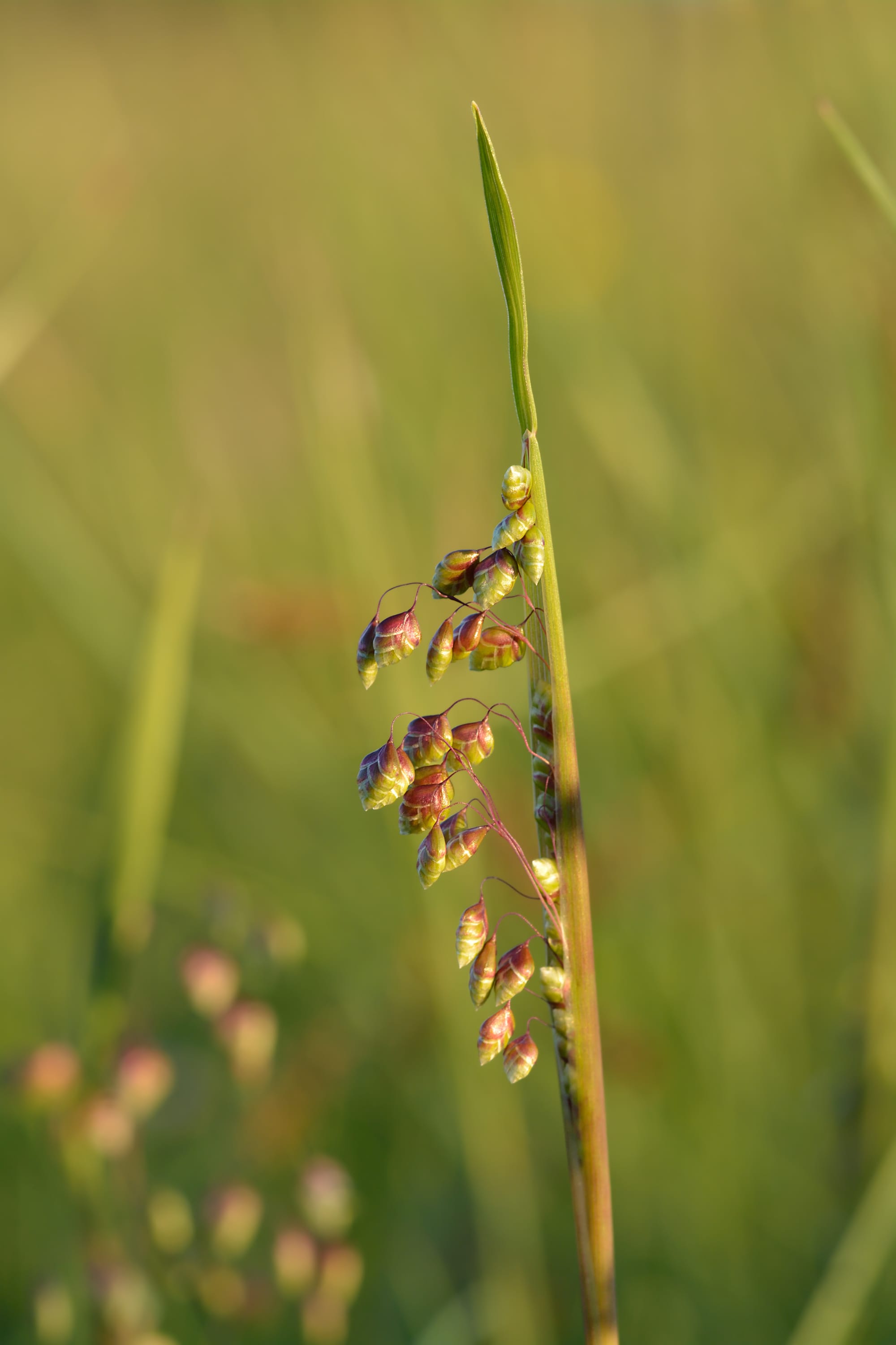 Shaking-grass (Briza media). Alvar (landform) in Keila, Northwestern Estonia.