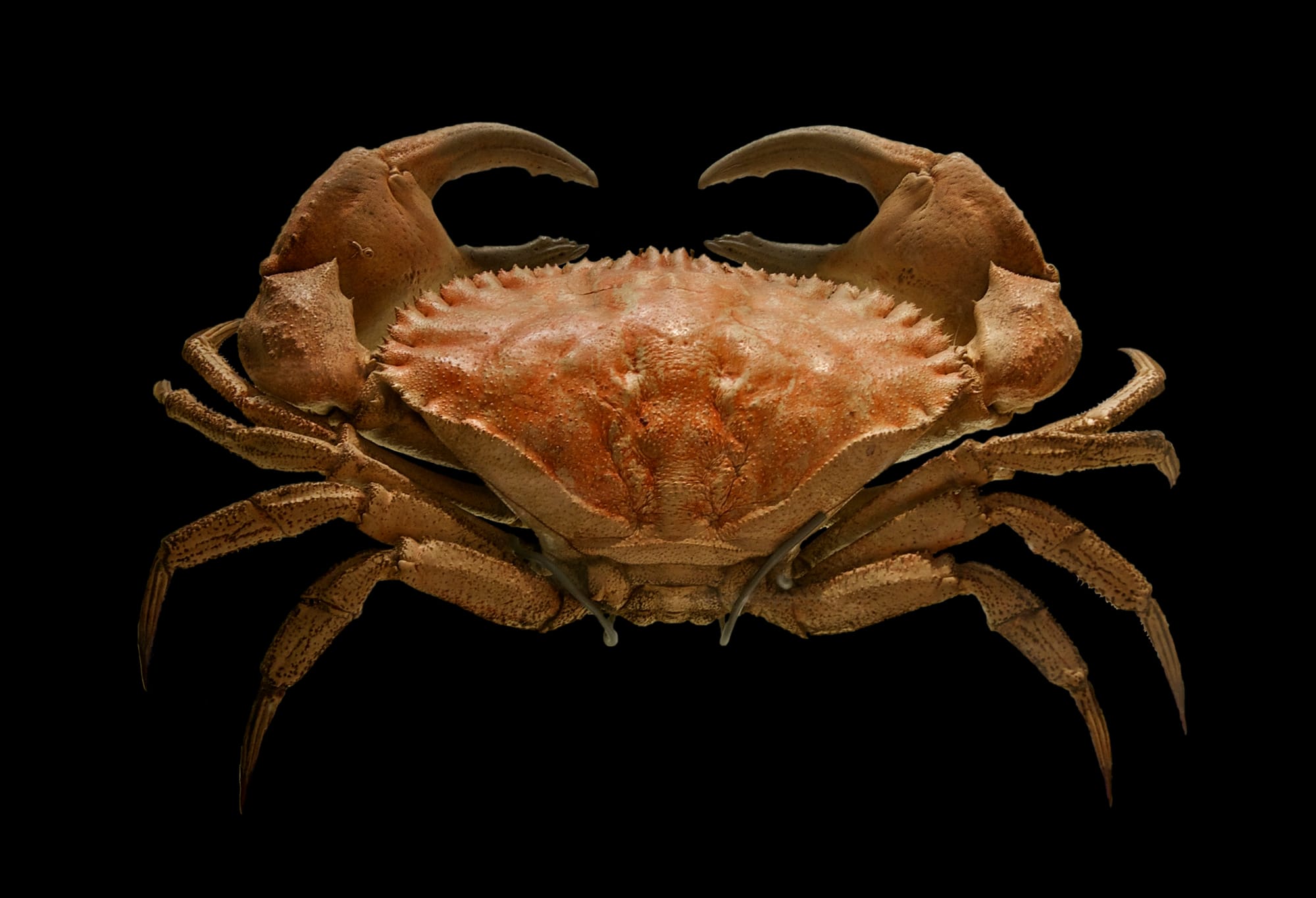 Toothed rock crab Cancer bellianus, Johnston 1861. Stuffed specimen, Museum of Natural History, La Rochelle, France