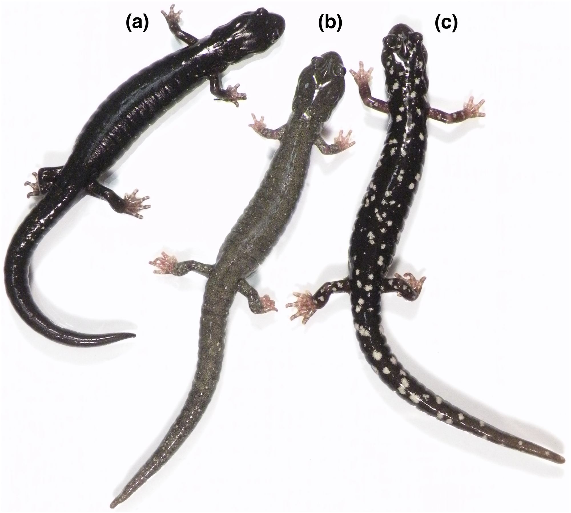 (A) The pure black morph is characteristic of Aneides niger and southern coastal populations of Aneides flavipunctatus, and this individual is from near Fort Bragg, Mendocino Co., CA. (B) The frosted morph is characteristic of Aneides klamathensis and can also be found in northern populations of Aneides flavipunctatus; this individual is from near Scotia, Humboldt Co. CA (population 14 in Fig. 2). (C) The spotted morph is characteristic of Aneides iecanus (although with smaller and more numerous spots than in this specimen) and southern inland populations of Aneides flavipunctatus; this individual was found near Boonville, Mendocino Co., CA. All of these salamanders are from the range of the revised A. flavipunctatus, illustrating the high degree of color pattern variation present within the species (photo: D Portik).
