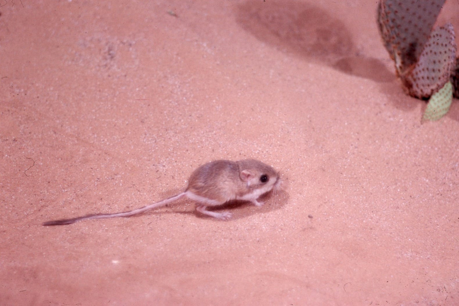 35 mm slide; color. Scientific Classification: Kingdom: Animalia; Phylum: Chordata; Class: Mammalia; Order: Rodentia; Family: Heteromyidae; Genus: Dipodomys; Genus species: Dipodomys deserti. Animal characteristics: Head-Body Length: 10-20 cm; Identification: The desert kangaroo rat has white stripes and a white tuft at the end of its long tail. Its body is mostly a dusty brown color; Habitat: Arid brushlands and grasslands; Diet: Herbivore: seeds; Reproduction: Desert kangaroo rats breed throughout the year. Gestation lasts 30 days. The female gives birth to five young per litter; Behavior: These rodents are nocturnal and live in burrows; Status: No special status; Interesting Facts: The desert kangaroo rat has kidneys that are four times more efficient than a human's kidneys. Because of this, desert kangaroo rats never have to drink water - it all comes from their food.