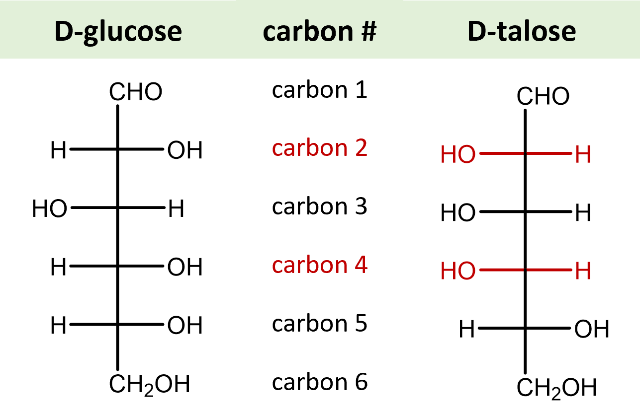 Relationship between glucose and talose to show that carbons 2 and 4 are different between the molecules (diastereomers)