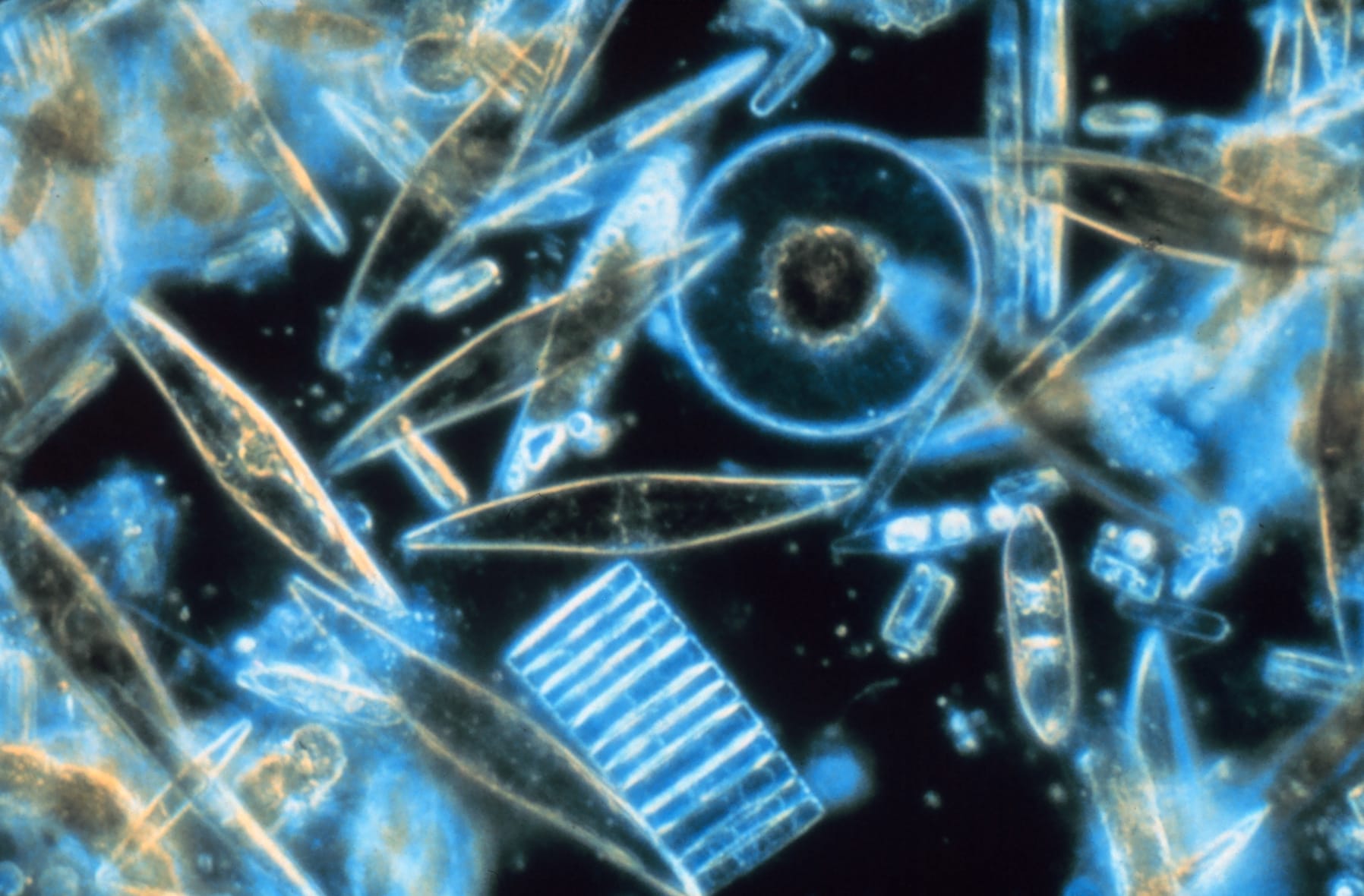 Assorted diatoms as seen through a microscope. These specimens were living between crystals of annual sea ice in McMurdo Sound, Antarctica. Image digitized from original 35mm Ektachrome slide. These tiny phytoplankton are encased within a silicate cell wall.
