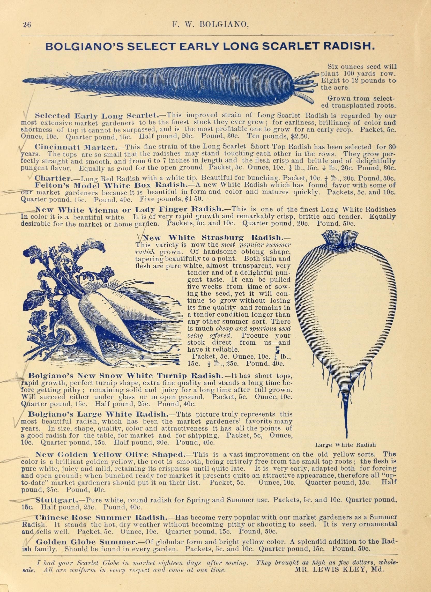 •i6 
F. W. BOLGIANO, 
BOLGIANO'S SELECT EARLY LONG SCARLET RADISH, 
Six ounces seed will 
plant 100 yards row. 
Eight to 12 pounds to 
the acre. 
Grown trom select- 
/ ^^^mffwimiammiwiui'^ ^^ ed transplanted roots. 
\ Selected Early Long- Scarlet.— This improved strain of Long Scarlet Radish is regarded by our 
most extensive market gardeners to be the tinest stock they ever grew&nbsp;; for earliness, brilliancy of color and 
shortness of top it cannot be surpassed, and is the most profitable one to grow for an early crop. Packet, 5c. 
Ounce, 10c. Quarter pound, 15c. Half pound, 20c. Pound, 30c. Ten pounds, $2.50. 
J Cincinnati 3Iarket.— This fine strain of the Long Scarlet Short-Top Radish has been selected for 30 
years. The lops are so small that the radishes may stand touching each other in the rows. They grow per- 
fectly straight and smooth, and from 6 to 7 inches in length and the flesh crisp and brittle and of delightfully 
pungent flavor. Equally as good for the open ground. Packet, 5c. Ounce, 10c. \ lb., 15c. \ lb., 20c. Pound, 30c. 
'• Cliartier.— Long Red Radish with a white tip. Beautiful for bunching. Packet, 10c. i lb., 20c. Pound, 50c. 
Felton's Model White Box Kadish. — A new White Radish which has found favor with some of 
market gardeners because it is beautiful in form and color and matures quickly. Packets, 5c. and 10c. 
Quarter pound, loc. Pound, 40c. Five pounds, $1 50. 
New White Vienna or Lady Fing-er Kadish.— This is one of the finest Long White Radishes 
""in color it is a beautiful white. It is of very rapid growth and remarkably crisp, brittle and tender. Equally 
desirable for the market or home garden. Packets, 5c. and 10c. Quarter pound, 20c. Pound, 5()c. 
.r.^ Vifew White Strasburg Radish.— 
This variety is now the most popular summer 
radish grown. Of handsome oblong shape, 
tapering beautifully to a point. Both skin and 
flesh are pure white, almost transparent, very 
tender and of a delightful pun- 
gent taste. It can be pulled 
five weeks from time of sow- 
ing the seed, yet it will con- 
tinue to grow without losing 
its tine quality and remains in 
a tender condition longer than 
any other summer sort. There 
is much cheap and spurious seed 
being offered. Procure your 
stock direct from us — and 
have it reliable. g 
Packet, 5c. Ounce, 10c. i lb., 
15c. i R)., 25c. Pound, 40c. 
,;,^ Bolgiano's New Snow White Turnip Radish.— It has short tops, 
'" rapid growth, perfect turnip shape, extra fine quality and stands a long time be- 
fore getting pithy&nbsp;; remaining solid and juicy for a long time after full grown. 
Will succeed either under glass or m open ground. Packet, 5c. Ounce, 10c. 
Quarter pound, 15c. Half pound, 25c. Pound, 40c. 
Bolg'iano's Larg'e White Radish. — This picture truly represents this 
most beautiful radish, which has been the market gardeners' favorite many 
years. In size, shape, quality, color and attractiveness it has all the points of 
a good radish for the table, for market and for shipping. Packet, 5c, Ounce, 
10c. Quarter pound, 15c. Half pound, 20c. Pound, lOc. Large white Kadish 
^^^_ New Golden Yellow Olive Shaped. — This is a vast improvement on the old yellow sorts. The 
'"'color is a brilliant golden j^eilow, the root is smooth, being entirely free from the small tap roots&nbsp;; the flesh is 
pure white, juicy and mild, retaining its crispness until quite late. It is very early, adapted both for forcing 
and open ground&nbsp;; when bunched ready for market it presents quite an attractive appearance, therefore all "up- 
to-date" market gardeners should put it on their list. Packet, 5c. Ounce, 10c. Quarter pound, 15c. Half 
pound, 25c. Pound, 40c. 
^-^...^^ — Stuttg'art. — Pure white, round radish for Spring and Summer use. Packets, 5c. and 10c. Quarter pound, 
15c. Half pound, 25c. Pound, 40c. 
Chinese Rose Summer Radish. — Has become very popular with our market gardeners as a Summer 
Radish. It stands the hot, dry weather without becoming pithy or shooting to seed. It is very ornamental 
and,sells well. Packet, 5c. Ounce, 10c. Quarter pound, 15c. Pound, 50c. 
/j/ Golden Glohe Summer. — Of globular form and bright yellow color. A splendid addition to the Rad- 
ish family. Should be found in every garden. Packets, 6c. and 10c. Quarter pound, 15c. Pound, 50c. 
I had your Scarlet Glohe in market eirihteen days after sowing. They brought as high as five dollars, whole- 
sale. All are uniform in every respect and come at one time. MR. LEWIS KLEY, Md. 
V\ 

~\