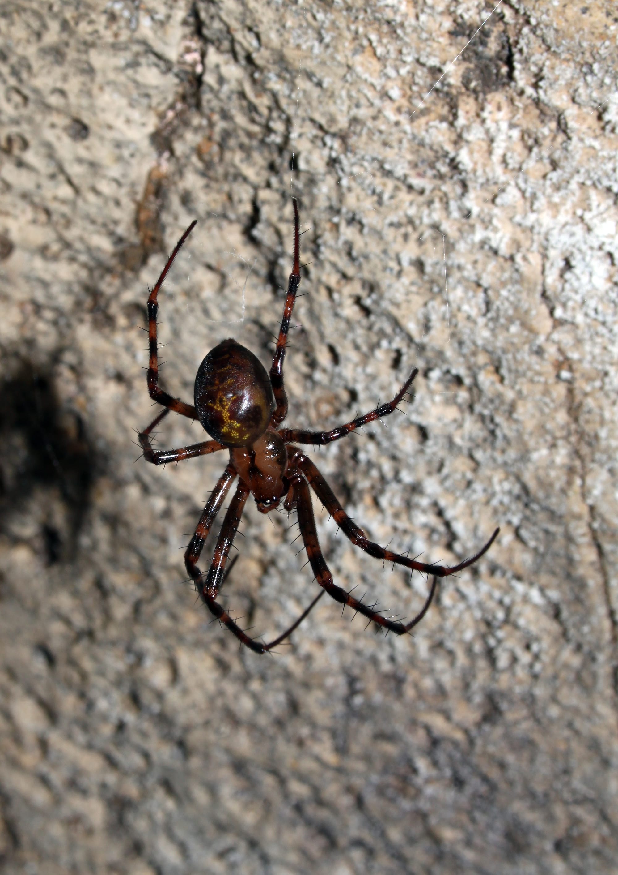 Female European cave spider, Orbweaving cave spider or Cave orbweaver, Meta menardi, Family: Tetragnathidae, Location: Southern Germany, Grabenstetten, entrance area Falkensteiner Höhle