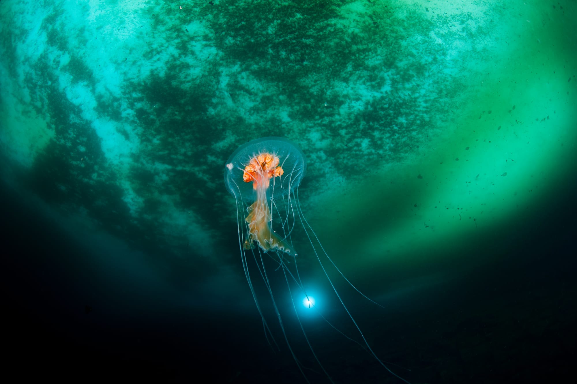 Underwater Antarctic biodiversity (French scientific base in Antarctica). Identified as Diplulmaris antarctica by Prof. Andre C. Morandini:


“

Sometimes it is not so easy to identify animals by photographs, but in this case we can see some important features.
It is a scyphozoan jellyfish of the order Semaeostomeae, due to the general body shape but mostly because of the marginal tentacles and elongated oral arms.
It is a member of the family Ulmaridae because the gastric cavity is divided in canals, as can be seen by transparency.
Subfamily Ulmarinae because tentacles arise from the margin and gonads are protrusive (the orange pleated tissue in the center).
The difference between the genera of this subfamily (Diplulmaris, Discomedusa, Floresca, Parumbrosa, Ulmaris, Undosa) are the number of sense organs (rhopalia) and the number of tentacles, besides some canal system organization.
As far as I can see the animal in the photo has 21 tentacles and 10 rhopalia (probably more of both). But the angle of the image does not allow me to see more.
I think it is a Diplulmaris antarctica, by the way from all valid species of the subfamily, this is the only one known from Antarctic waters. The species has 16 sense organs and 16-48 tentacles.
If you Google it, at least the first images are OK.


”