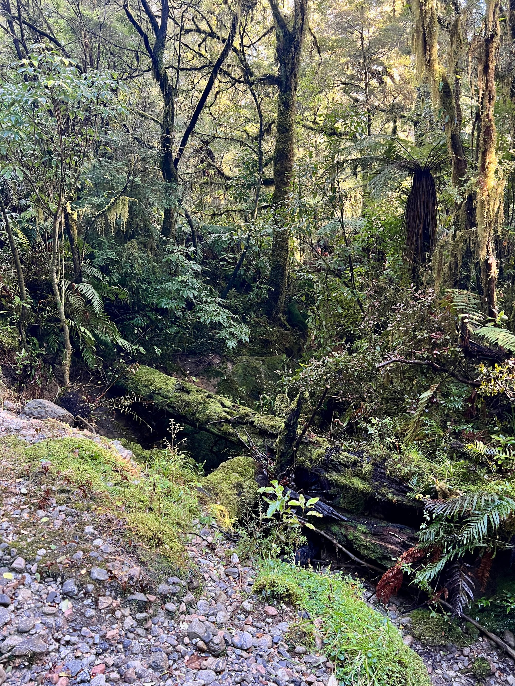 The Inland Pack Track was built in 1867 by unemployed gold propectors for around £10,000 as an alternative to the treacherous coastal route which included Perpendicular Point. It follows the Fox River inland, then turns south across Dilemma Creek and Bullock Creek, before crossing the Pororari River (an alternative exit is to follow the river out to Punakaiki and the coast) and emerging south of Dolomite Point. Although it fell into disuse in the 1870s, it is now a popular 2–3 day hiking trail. There is a side track to Cave Creek.