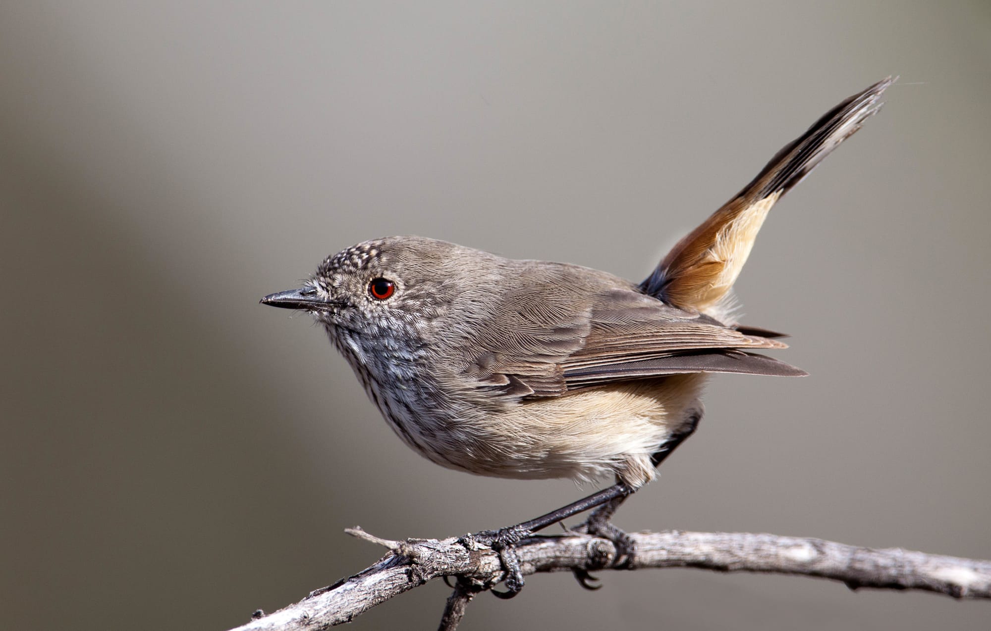We have just come back from a few days in the beautiful Flinders Ranges in South Australia (I managed to sneak the 500 on board and had a few brief opportunities for birding).
I love the Thornbills, they are usually such friendly birds that respond well to my attempts at a type of bird call! This red-eyed species tends to carry it's tail cocked, particularly when people with large white lenses try to imitate their call!