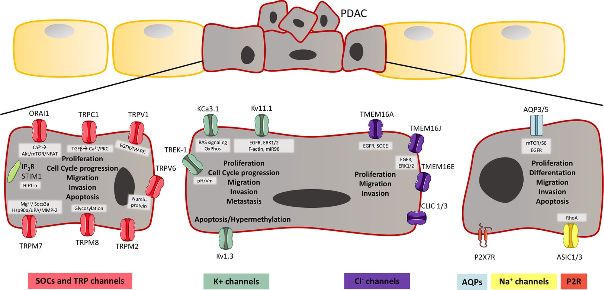 Figure 2 Ion channels in pancreatic ductal adenocarcinoma (PDAC). Illustration of ion channels, which have been shown to have a role in hallmarks of cancer, thereby PDAC development and progression. As cancer cells lose their polarity, the localization of the channels is unknown, and on the illustration, it should be considered that the channels have no particular localization. The aberrant expression in PDAC cells, are shown for; Store-operated channels (SOCs) and transient receptor potential (TRP) channels, K+ channels, Cl- channels, aquaporins (AQP), Na+ channels and P2X7R. These channels are known to be involved in PDAC development and progression through proliferation, cell cycle progression, differentiation, migration, invasion, metastasis, and apoptosis. The known pathways and mechanism, which have been shown to be involved in these processes are shown in a grey box next to the channel and are mentioned in Table 2. The channels shown to be expressed in PDAC, but where the role is unknown are also shown in Table 2.