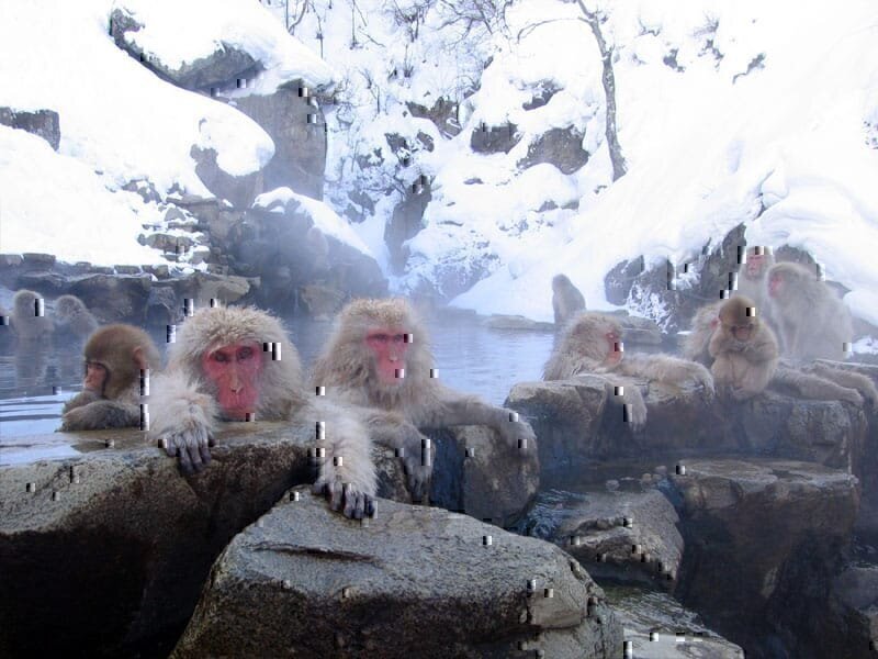 Japanese Macaques (Macaca fuscata). Jigokudani Hot Spring, Nagano Prefecture, Japan. Monkeys taking a bath in those springs are famous. Image taken in February 14, 2005.