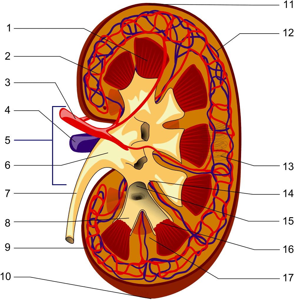 Structures of the kidney:
Renal pyramid
Interlobular artery
Renal artery
Renal vein
Renal hylum
Renal pelvis
Ureter
Minor calyx
Renal capsule
Inferior extremity
Superior extremity
Interlobar vein
Nephron
Renal sinus
Major calyx
Renal papilla
Renal column
(no distinction for red/blue (oxygenated or not) blood, arteriole is between capilaries and larger vessels)