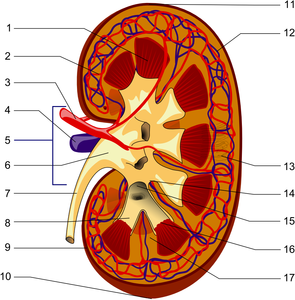 Structures of the kidney:
Renal pyramid
Interlobular artery
Renal artery
Renal vein
Renal hylum
Renal pelvis
Ureter
Minor calyx
Renal capsule
Inferior extremity
Superior extremity
Interlobar vein
Nephron
Renal sinus
Major calyx
Renal papilla
Renal column
(no distinction for red/blue (oxygenated or not) blood, arteriole is between capilaries and larger vessels)