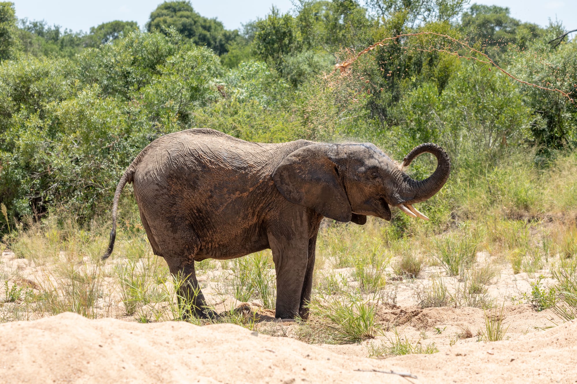 Elephant in the dry riverbed of the Mutlumuvi River, Kruger National Park, Mpumalanga, South AfricaPlanning began in the 1890s, when South African bishop Jacob Louis Grobler and other conservationists pushed for the protection of wildlife. In 1898, the area was recognized as a protected area under the administration of the South African government. In 1902/1903, the protected areas of the Kingdom of Swaziland and the region formed the first state-mandated protected area system, which eventually became Kruger National Park. In 1906, major conservation measures came into force to protect wildlife from poaching and hunting. In 1916, the Kruger National Park was formally established by the South African National Parks Act, which designated the park as a state reserve. In the 1920s, the park was opened to visitors. From 1930 onwards, the park continued to grow through the expansion of its territory.