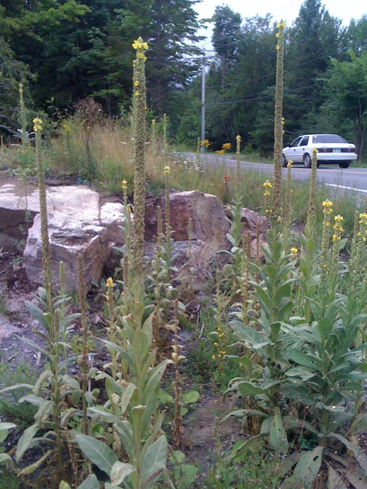Common Mullein - the Roadside Torch Parade  HISTORY  Common mullein (Verbascum thapsus L. #3 VESTH) has an ancient relationship with man. It never has been used for food but traditionally has been respected for its mystical and medicinal powers.  According to Greek legend, the gods gave Ulysses a mullein stalk to defend himself against the wiles of Circe (4), the enchantress who turned the companions of Ulysses into swine by means of a magic drink. During the Middle Ages, mullein was imputed with the power to control demons (7); an old herbal says, "If a man beareth one twig of this wort, he will not be terrified by any awe, nor will a wild beast hurt him, or any evil coming near" (4).  Perhaps the majestic appearance of the mature plant up to 21 m (7 ft) tall, with candelabra-like flowering spikes - earned it this respect, or perhaps its use as a source of light: Greeks fashioned mullein fibers into lamp wicks or used the dried leaves, and Romans dipped the whole head of the plant into tallow and carried this natural torch in funeral possessions (7).  Mullein also is an established medicinal herb. One of its popular names "lungwort," derives from its most common use: from ancient Rome to modem Ireland, a tea made from its leaves has been used as a cure for lung diseases in both humans and livestock (4, 7). It is also a traditional treatment for diarrhea and rheuma-tism, and ointments for bums and earaches are still made from its leaves in the rural mountains of the Eastern United States (7). It is used as a tobacco substitute (11) and a remedy for nettle rash (9).  The Puritans brought mullein seeds to America for their medicinal herb gardens. By the late 1630s, mullein had escaped to neighboring fields and roadsides (7). Assettlers moved west and planted new gardens, patches of mullein marked every abandoned homestead. Mullein also was brought to the United Stats as a useful piscicide (fish poison). Aristotle recorded this use in his Historia Animalium (11). Stream fishermen throughout Europe and Asia, particularly in Germany and Britain, used mullein seeds as a piscicide for centuries even though Frederick II (1194-1250), King of Germany, outlawed fish poisoning as early as 1212 A.D. Appalachian settlers, who viewed conventional fishing as less manly than hunting,occasionally used mullein as an indirect way to supplement their diet. One old North Carolina resident had this to say about his German forefathers, who immigrated in the 1720s: "They'd heard `bout the new land `cross the waters `n decided to bring thangs that'd help `em git a start. Stinging fish was one easy way of gittin' food at first, so feltwort seeds were brung `long" (11).
