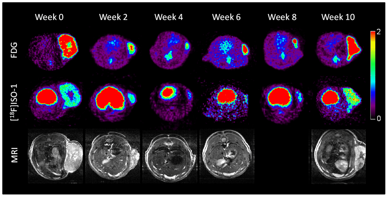 This is a figure from a open-access research paper that shows several different brain imaging scans using unique sigma-2 receptor ligands. The scans are related to tumor growth and cancer progression over a 10 week period. The figure also includes MRI scans for comparison with PET scans.