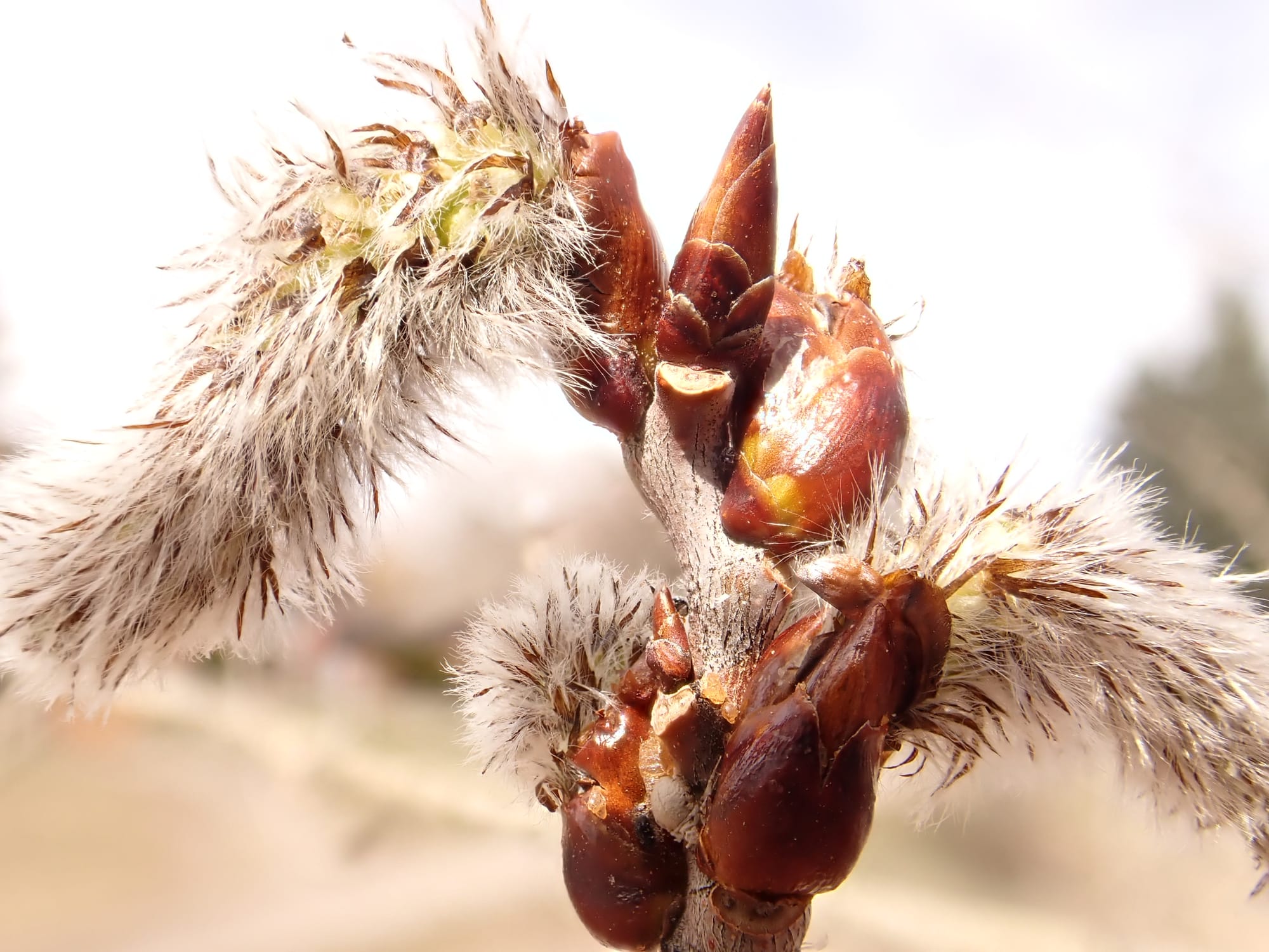 This stand of quaking aspen growing just to the north of the climbing boulder in Langhor Park, Bozeman, Montana, comprises a clone of trees bearing pistillate catkins.