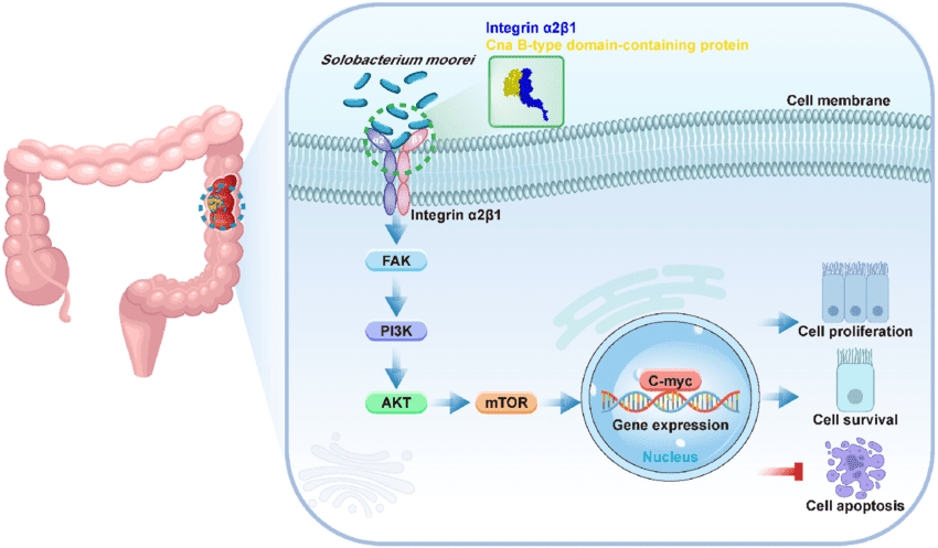 How Solobacterium moorei promotes colorectal cancer tumor progression through the Integrin α2/β1-PI3K-AKT-mTOR-C-Myc signaling pathway.