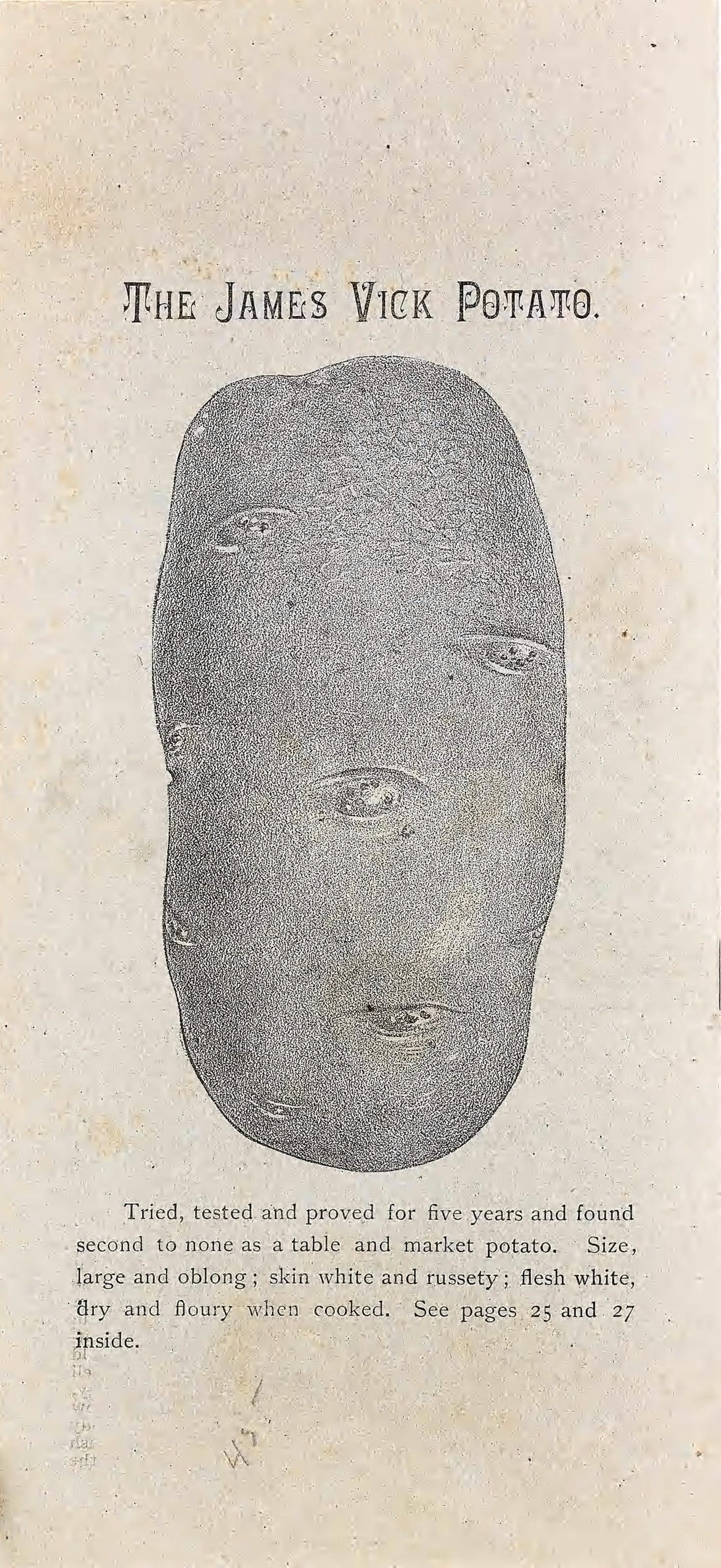 The Jambs figK P8M¥8. 
Tried, tested and proved for five years and found 
second to none as a table and market potato. Size, 
large and oblong&nbsp;; skin white and russety&nbsp;; flesh white, 
8ry and floury when cooked. See pages 25 and 27 

inside.