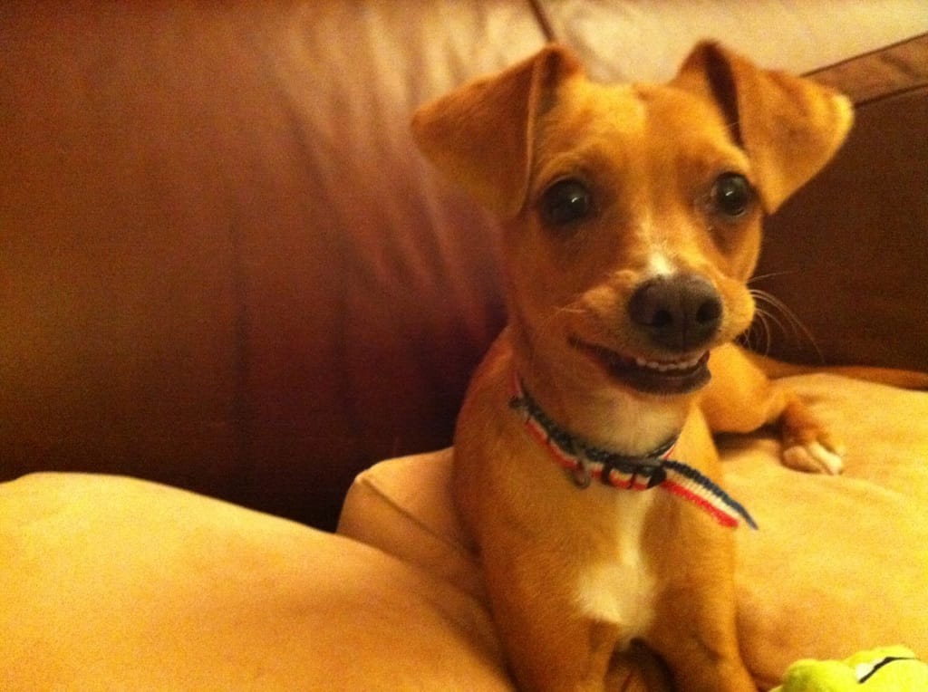 Smiling dog