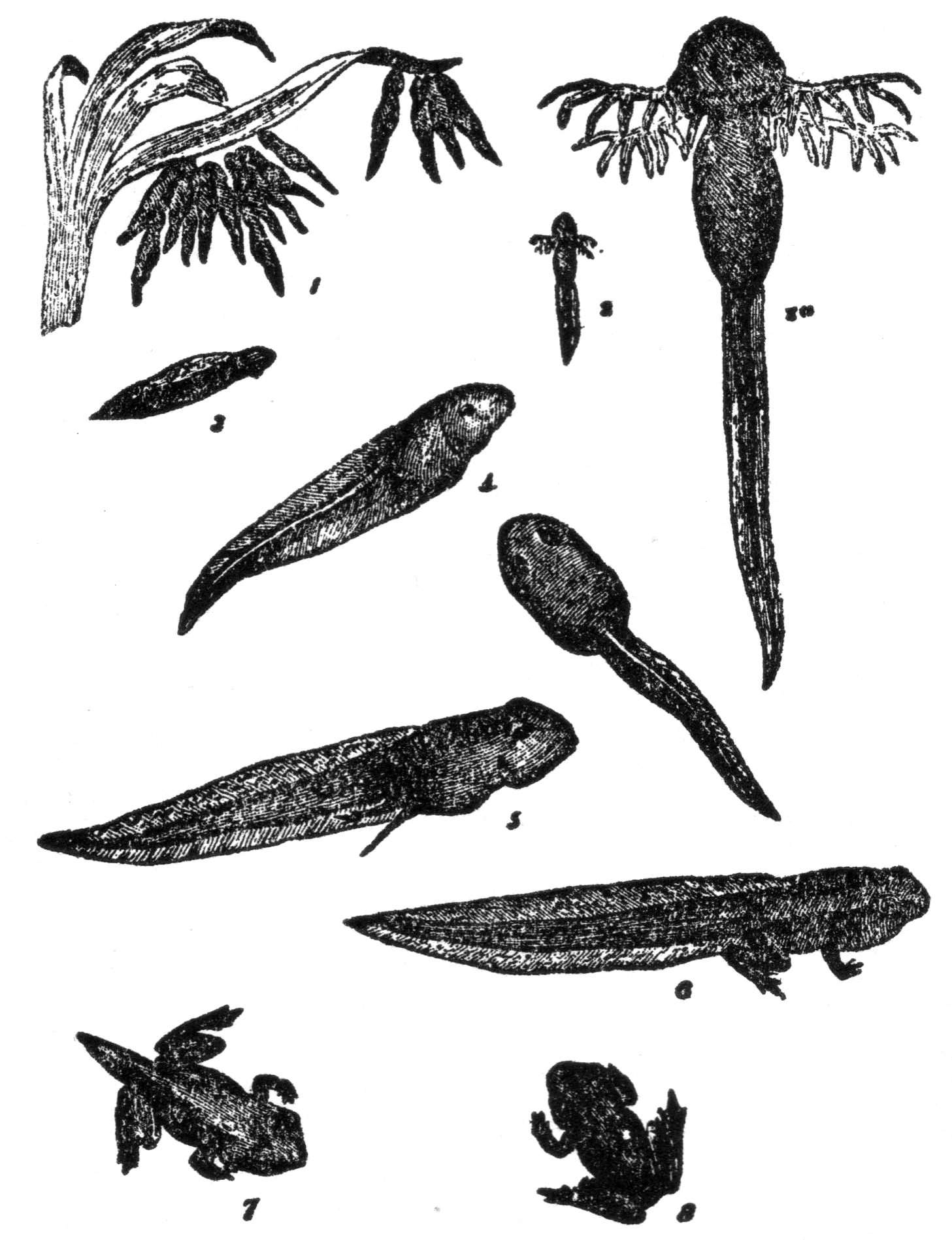 This picture shows how a frog grows: .mw-parser-output .smallcaps{font-variant:small-caps}I, the eggs are fastened to the underside of a leaf in shallow water; 2 and 2a, tadpoles when first hatched, showing feather-like gills; 3, the gills have disappeared; 4, full-grown tadpoles; 5, hind legs begin to grow; 6, four legs appear; 7, the tail grows shorter; 8, the tail has disappeared, the tadpole has grown into a frog.