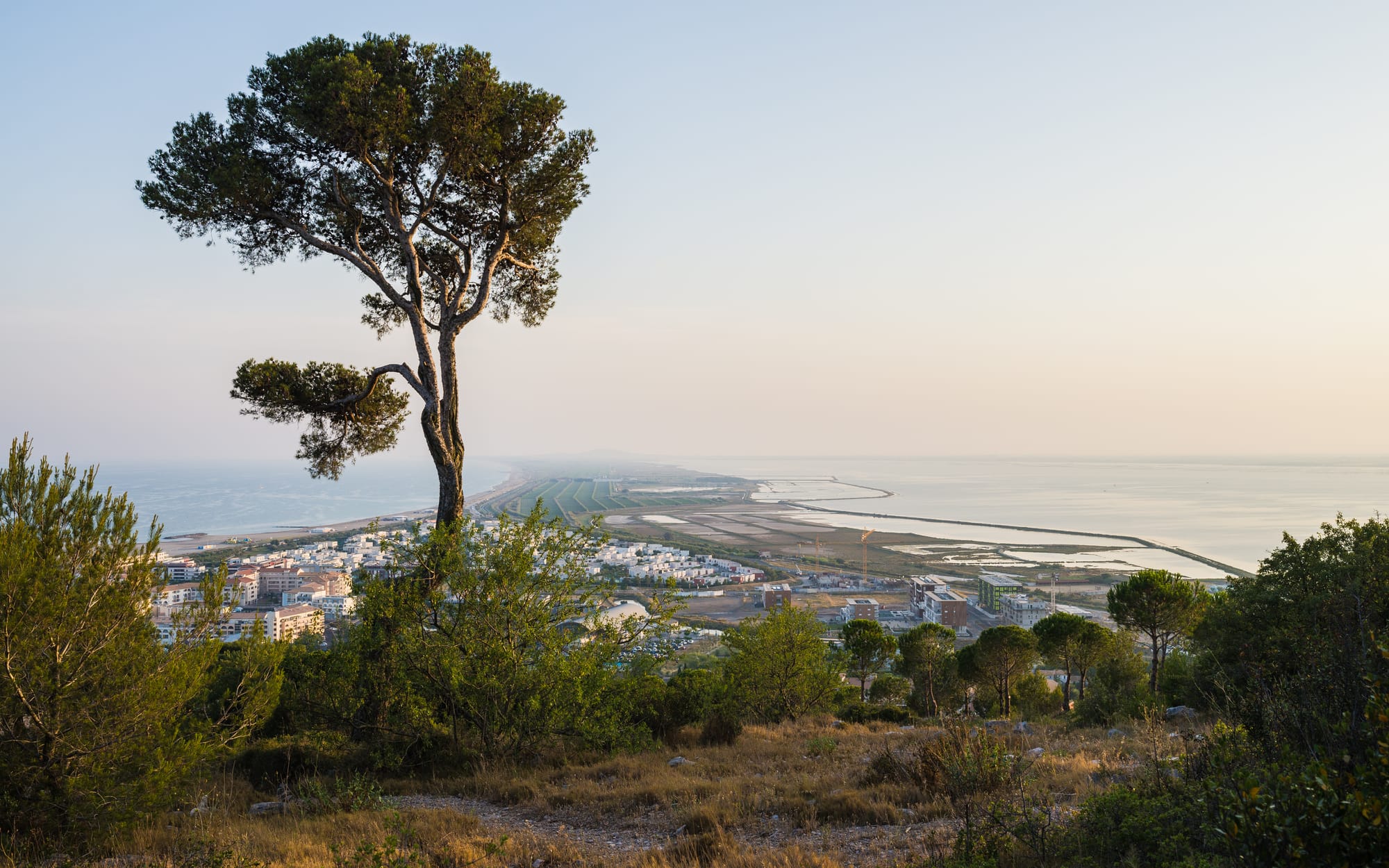 An Aleppo Pine (Pinus halepensis) in the forest of Sète on the Mount Saint-Clair. In the background, the beach and the sandspit between the Mediterranean Sea, on the left, and the Étang de Thau, on the right, whitch connect Sète and Marseillan. Sète, Hérault, France.