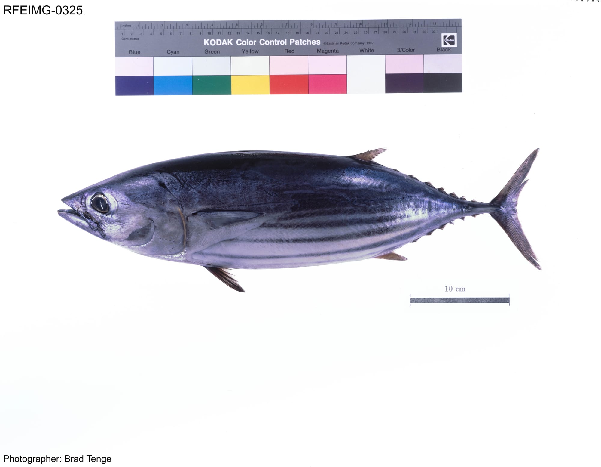 The Regulatory Fish Encyclopedia (RFE) project (1993-2000) was a compilation of data in several formats to assist with the accurate identification of fish species. It was developed by FDA's RFE Team of scientists at the (former) Seafood Products Research Center, Seattle District, and the (former) Center for Food Safety and Applied Nutrition to help federal, state, and local officials and purchasers of seafood identify species substitution and economic deception in the marketplace. The RFE included high-resolution photographs for a number of commercially relevant fish species for sale in the U.S. market. The scanned digital images include whole fish as well as their marketed product forms such as fillets, steaks, etc.
Images used in the RFE were photographed on a modified Polaroid MP4 camera system fitted with a Polaroid 545 holder for 4" x 5" film, and a 135 mm lens. Quickload tungsten-balanced ISO 64 E-6 process 4" x 5" transparency film was used to capture the images. A 10 cm scale bar was included in each photograph to indicate specimen size and magnification, and a standard Kodak color bar was included to assure color accuracy. Developed transparencies were professionally scanned to produce the digitized graphic images provided here.