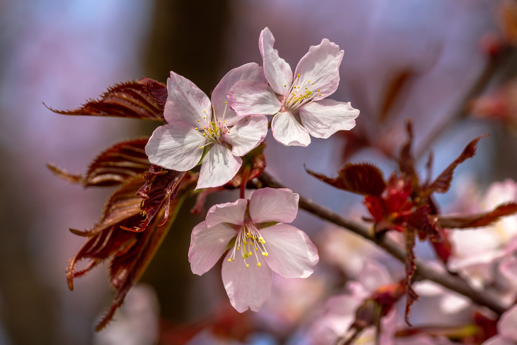 Pink cherry blossoms (Prunus sect. Cerasus) in spring at Sågvägen, Tuntorp. Lysekil Municipality, Sweden.