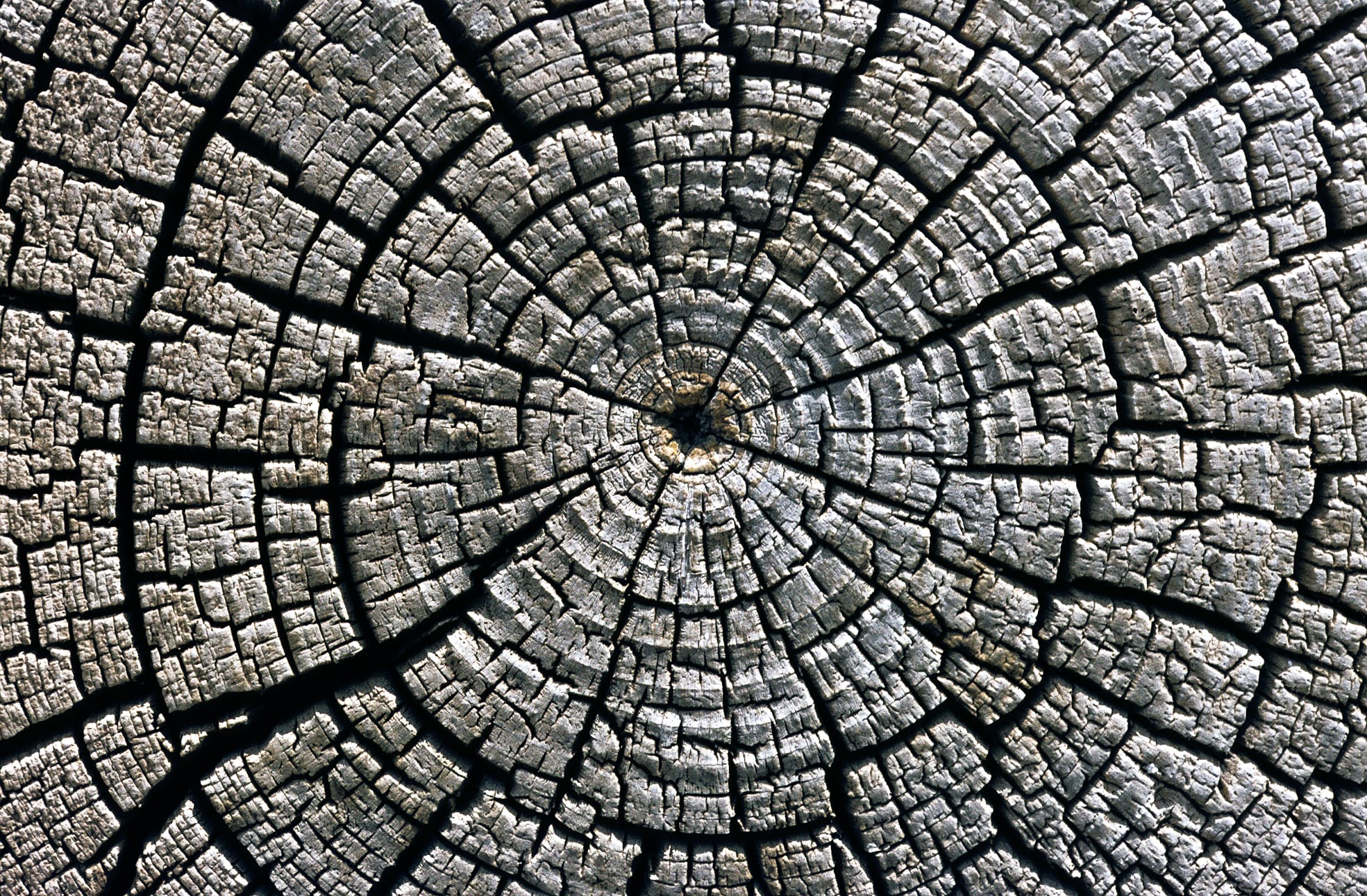 Weathered growth rings in a horizontal cross section cut through an tree felled around AD 1111 used for the western building complex at Aztec Ruins National Monument, San Juan County, New Mexico, USA. There is the cross section cut of the tree located in the outer wall of the building.