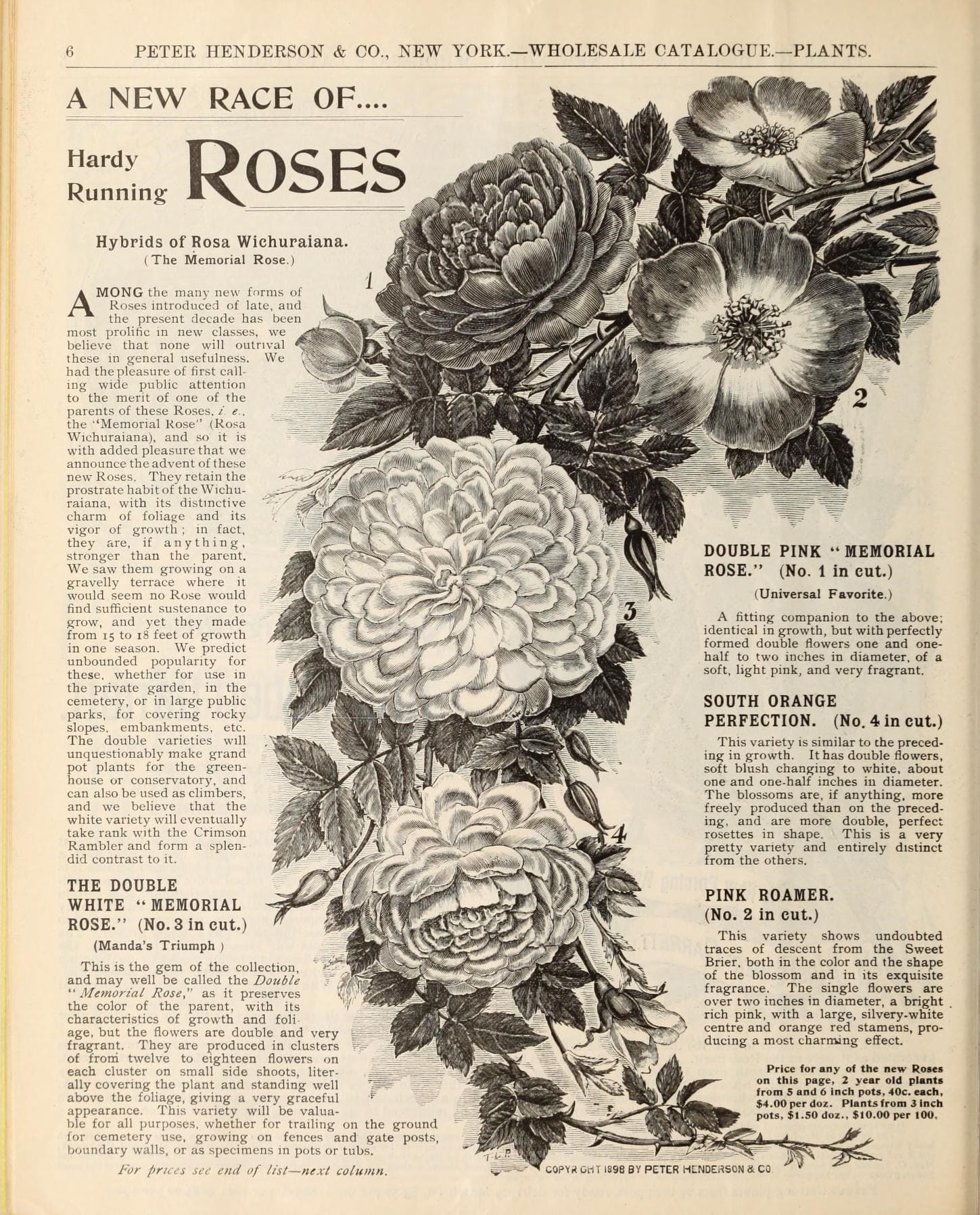 6 
PETER HENDERSON & CO., NEW YORK. — WHOLESALE CATALOGUE. — PLANTS. 
A NEW RACE OF.... 
Hardy 
Running 
Roses 
Hybrids of Rosa Wichuraiana. 
(The Memorial Rose.) 
AMONG the many new forms of 
Roses introduced of late, and 
the present decade has been 
most prolific in new classes, we 
believe that none will outrival ^ 
these in general usefulness. We ( 
had the pleasure of first call- 
ing wide public attention 
to the merit of one of the 
parents of these Roses. / e., 
the Memorial Rose" (Rosa 
Wichuraiana), and so it is 
with added pleasure that we 
announce the advent of these 
new Roses. They retain the 
prostrate habit of the Wichu- 
raiana, with its distinctive 
charm of foliage and its 
vigor of growth&nbsp;; in fact, 
they are, if anything, 
stronger than the parent. 
We saw them growing on a 
gravelly terrace where it 
would seem no Rose would 
find sufficient sustenance to 
grow, and yet they made 
from 15 to 18 feet of growth 
in one season. We predict 
unbounded popularity for 
these, whether for use in 
the private garden, in the 
cemetery, or in large public 
parks, for covering rocky 
slopes, embankments, etc. 
The double varieties will 
unquestionably make grand 
pot plants for the green- 
house or conservatory, and 
can also be used as climbers, 
and we believe that the 
white variety will eventually 
take rank with the Crimson 
Rambler and form a splen- 
did contrast to it. 
THE DOUBLE 
WHITE "MEMORIAL 
ROSE." (No. 3 in cut.) 
(Manda's Triumph ) 
This is the gem of the collection, 
and may well be called the Double 
" Memorial Rose" as it preserves 
the color of the parent, with its 
characteristics of growth and foli 
age, but the flowers are double and very 
fragrant. They are produced in clusters 
of from twelve to eighteen flowers on 
each cluster on small side shoots, liter- 
ally covering the plant and standing well 
above the foliage, giving a very graceful 
appearance. This variety will be valua- 
ble for all purposes, whether for trailing on the ground 
for cemetery use, growing on fences and gate posts, 
boundary walls, or as specimens in pots or tubs. 
For prices see end of list — next column. 
SOUTH ORANGE 
PERFECTION. (No. 4 in cut.) 
This variety is similar to the preced- 
ing in growth. It has double flowers, 
soft blush changing to white, about 
one and one-half inches in diameter. 
The blossoms are, if anything, more 
freely produced than on the preced- 
ing, and are more double, perfect 
rosettes in shape. This is a very 
pretty variety and entirely distinct 
from the others. 
This variety shows undoubted 
traces of descent from the Sweet 
Brier, both in the color and the shape 
of the blossom and in its exquisite 
fragrance. The single flowers are 
over two inches in diameter, a bright 
rich pink, with a large, silvery-white 
centre and orange red stamens, pro- 
ducing a most charming effect. 
Price for any of the new Roses 
on this page, 2 year old plants 
from 5 and 6 Inch pots, 40c. each , 
$4.00 per doz. Plants from 3 inch 
pots, $1.50 doz., $10.00 per 100. 

COPY* OtlT 1898 BY PETER HENDERSON & CO