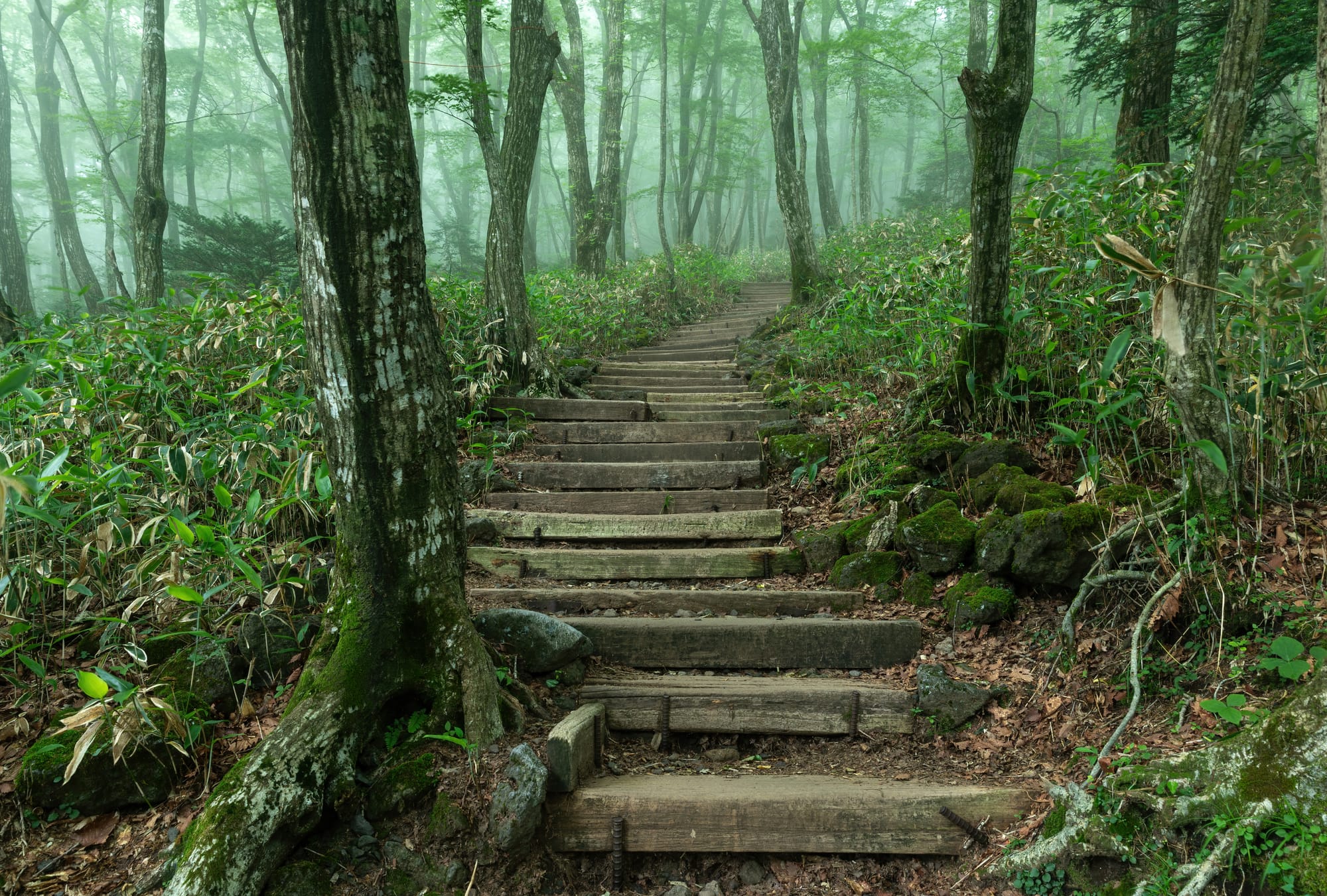 Wooden staircase steps, in the forest of Hallasan Park, Eorimok Trail, at dusk on Jeju Island in South Korea. Long-exposure photography (30 s)