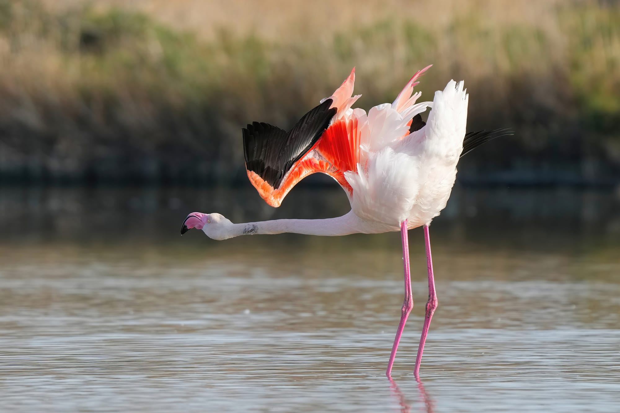 Greater flamingos courtship display in the Camargue during mating season.
During the mating season, Greater flamingos (Phoenicopterus roseus) express the following courtship display:
Turning head left and right every 1 to 2 seconds while singing (mostly with closed beak) and staying static
Walking all together as a group in the same direction while turning head left and right every 1 to 2 seconds while singing (mostly with closed beak)
Doing a courbette
Pointing head to the sky and spreading wings
Rinsing the foot in water and then scratch the head with it
Kissing