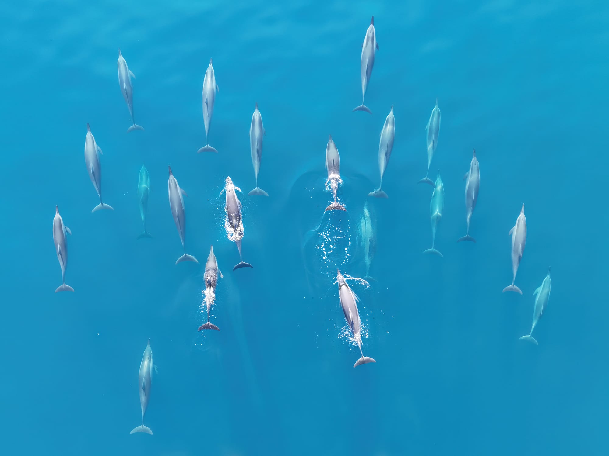 Pod of Spinner dolphins swimming in the Indian ocean. The overhead perspective reveals their coordinated group movement and social structure. Aerial shot taken from a safe distance.