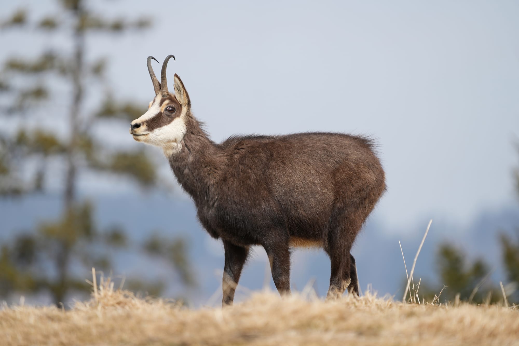 Wild chamois in the Parc régional Chasseral