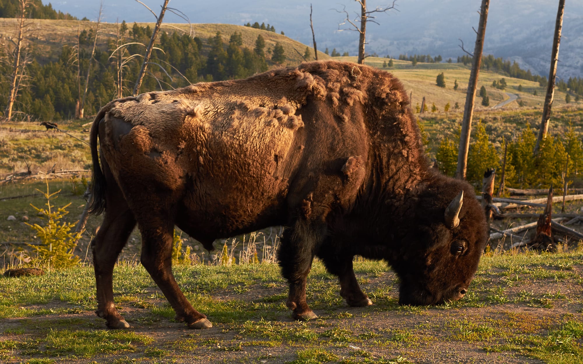 American bison ♂  (Bison bison bison) in Yellowstone National Park, Wyoming, United States. Only a week after this photo was taken, President Obama signed the National Bison Legacy Act, officially making the American bison the national mammal of the United States. Please also notice the moose photobombing the bison on the left.