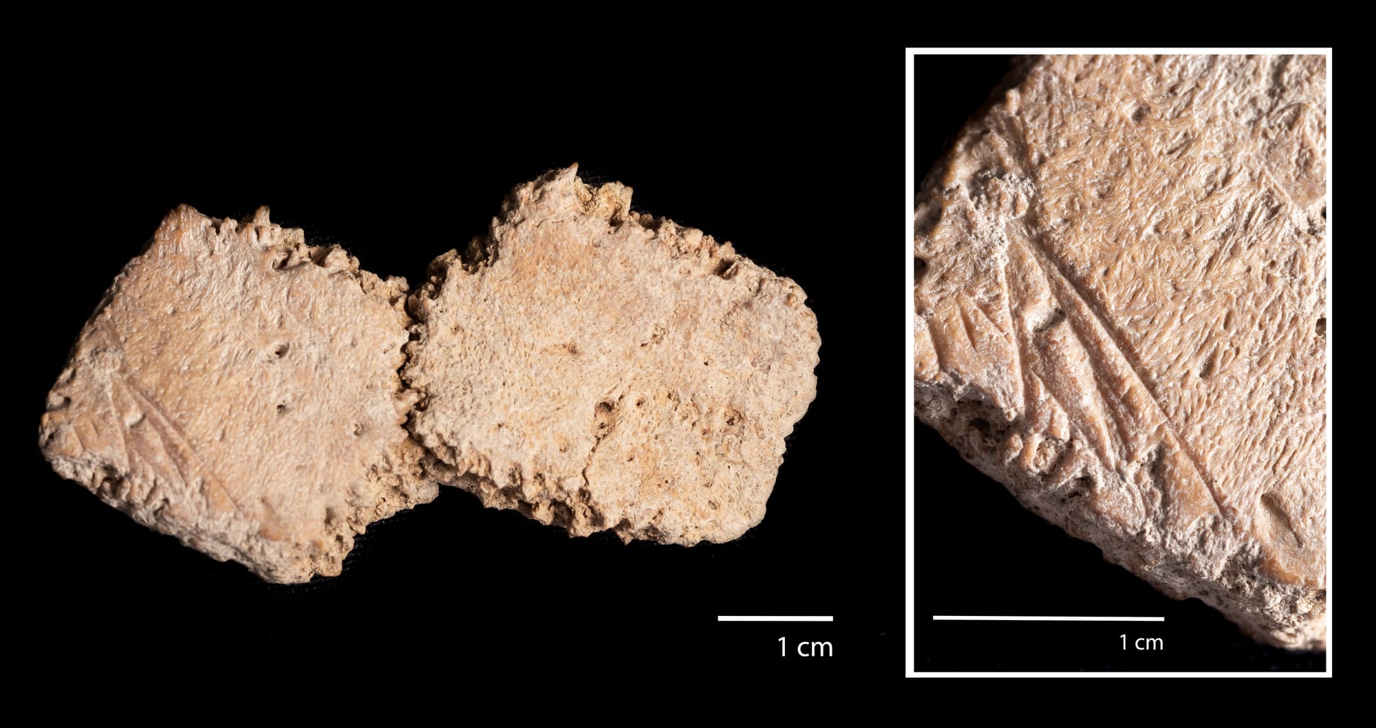 Placas megafauna extinta con marcas antrópicas