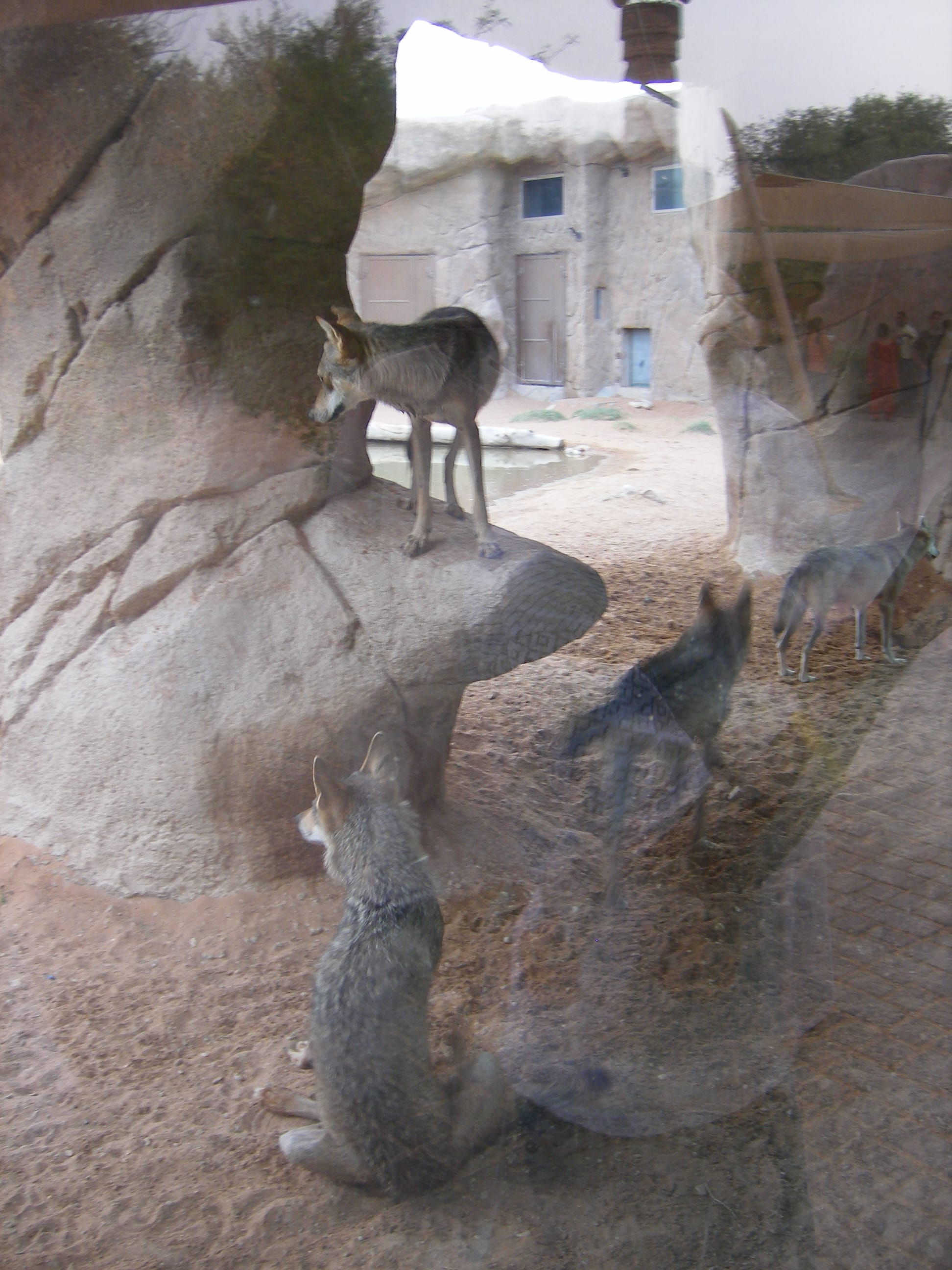 On an earlier visit we saw the Arabian Wolf exhibit from a totally different perspective. Here they are in their shade thanks to the blistering heat outside. Arabian wolves will attack and eat any domestic animal up to the size of a goat. As a result, farmers will not hesitate to shoot, poison, or trap them. Arabian wolves also feed on hares, rodents, ungulates, and any carrion they can find. (Al Ain, UAE, Aug. 2008)