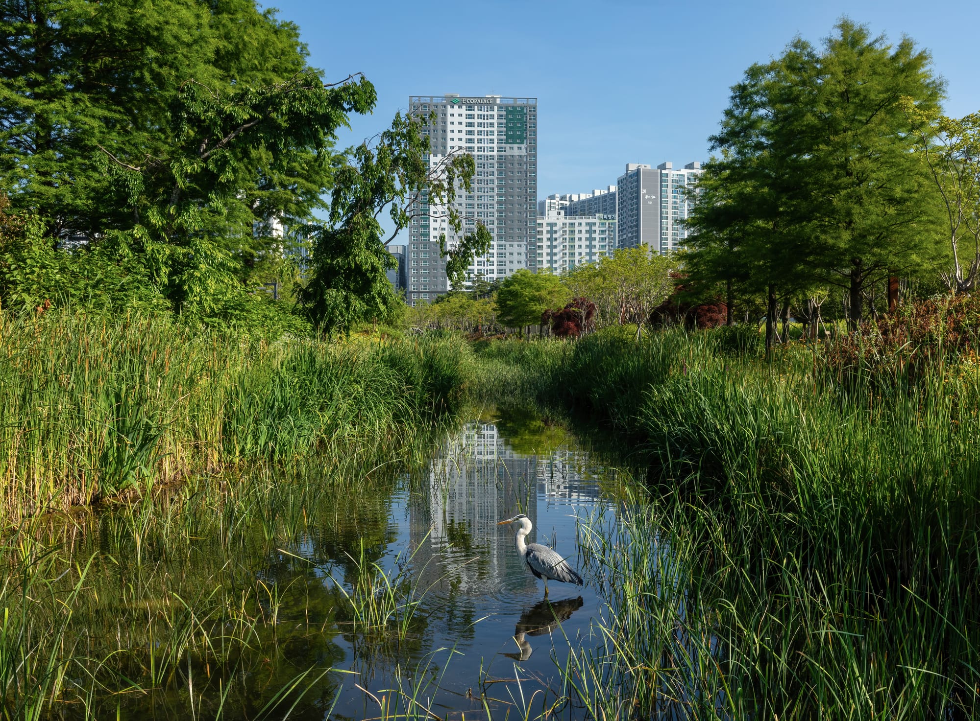 Ardea cinerea (Grey heron) in the water of a pond near trees in Busan Citizens Park a sunny day with blue sky in Busan, South Korea.