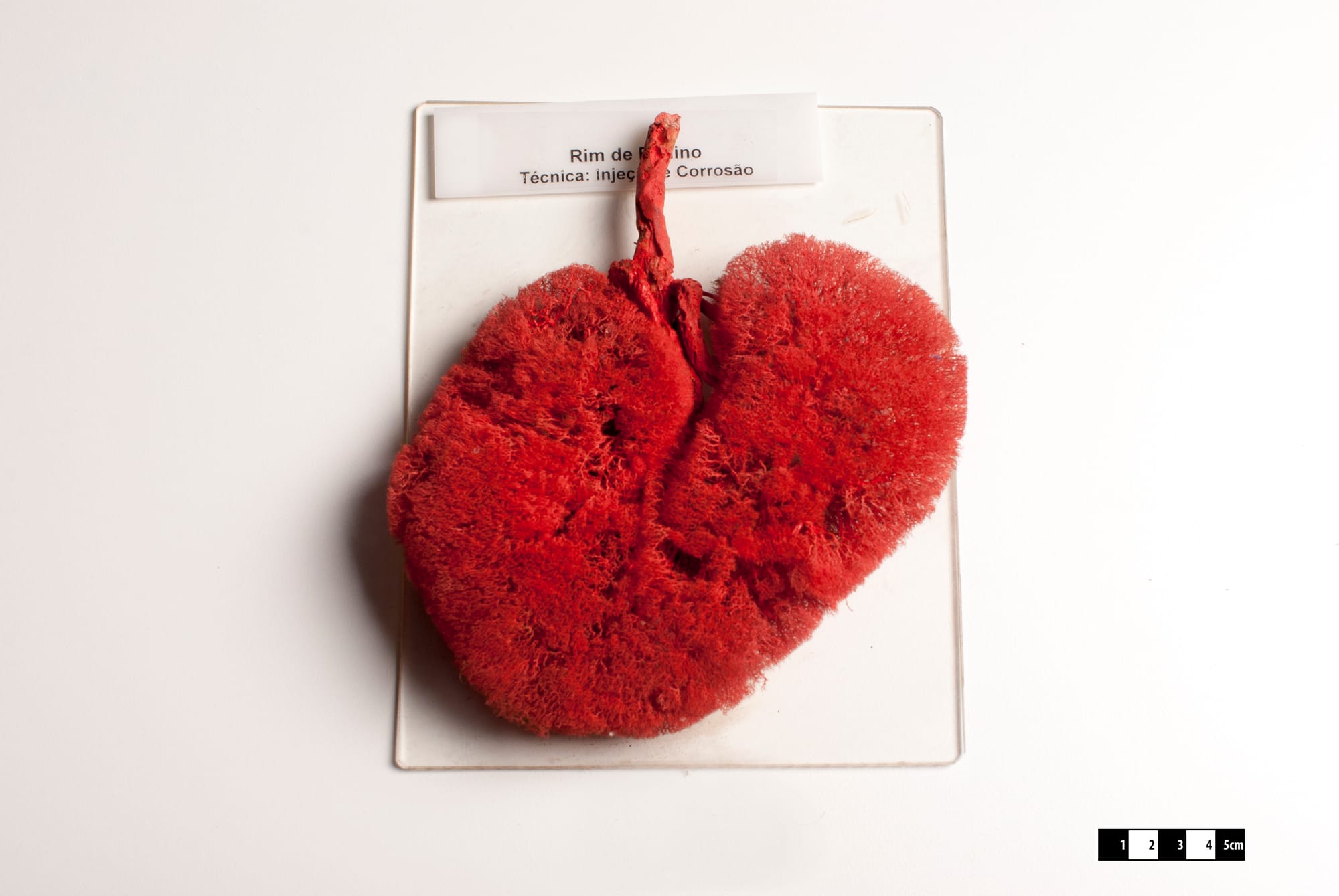 Bovine kidney. Bos taurus
Technique of vinylite and corrosion. Allow the visualization of the vascular architecture of the body. Specimen on display at the Museum of Veterinary Anatomy, FMVZ USP.
This file was published as the result of a partnership between the Museum of Veterinary Anatomy FMVZ USP, the RIDC NeuroMat and the Wikimedia Community User Group Brasil. 
This GLAM project is reported.
Photography: Museum of Veterinary Anatomy FMVZ USP.

Author:Wagner Souza e Silva.