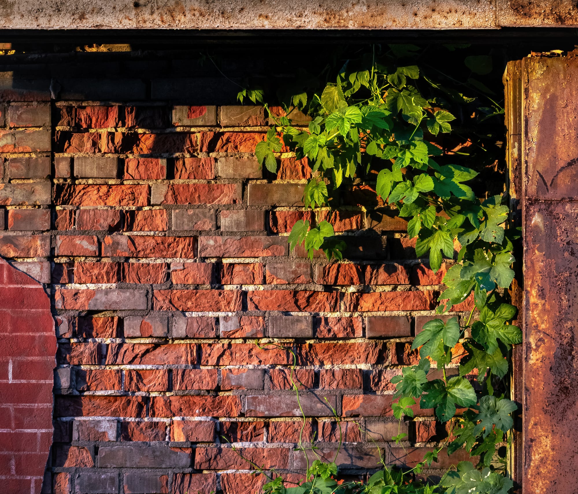 Climbing plant Humulus lupulus on the outer wall of a former factory hall of the Ursus tractor factory in Warsaw. The weathered brick wall and the rusty gate fragment are remnants of the site's industrial past. At the time of the photograph, most of the factory halls had already been demolished, and today the residential complex Fabrica Ursus occupies the site, though the frontages of the former buildings were preserved in the new development.