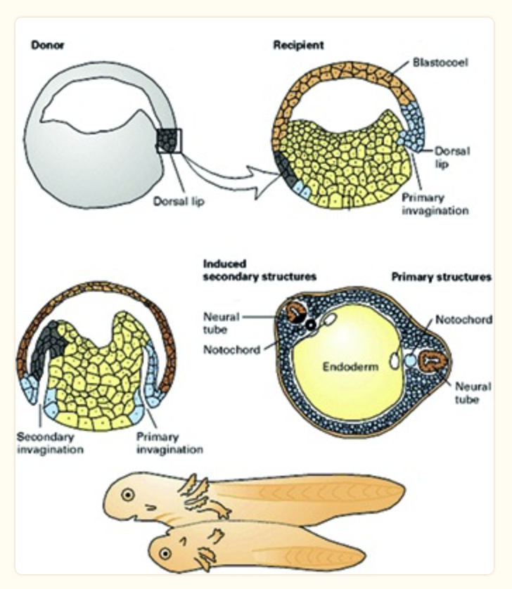 For her PhD thesis, Hilde Mangold, the German embryologist who worked with Hans Spemann, picked a minuscule tissue sample out of the egg of a pigmented salamander, not even the size of a pinprick, and inoculated it onto another white salamander embryo. She didn’t just take a random piece of tissue. She took a very small region, which Spemann believed to be the location of those cells that were forming the major part of the three germ layers. The figure shows transverse sections of blastula, gastrula and neurula with the transplanted lip and thus with the two neural tubes as well as the resulting conjoined twins.