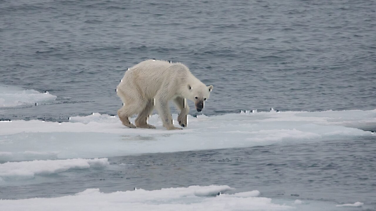 In summer, some polar bears do not make the transition from their winter residence on the Svalbard islands to the dense drift ice and pack ice of the high arctic where they would find a plethora of prey. This is due to global climate change which causes the ice around the islands to melt much earlier than previously. The bears need to adapt from their proper food to a diet of detritus, small animals, bird eggs and carcasses of marine animals. Very often they suffer starvation and are doomed to die. The number of these starving animals is sadly increasing.