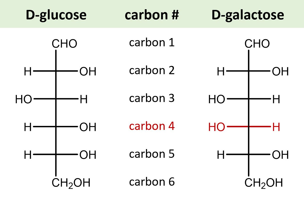 Relationship between glucose and galactose to show that only carbon 4 is different between the molecules (epimers)