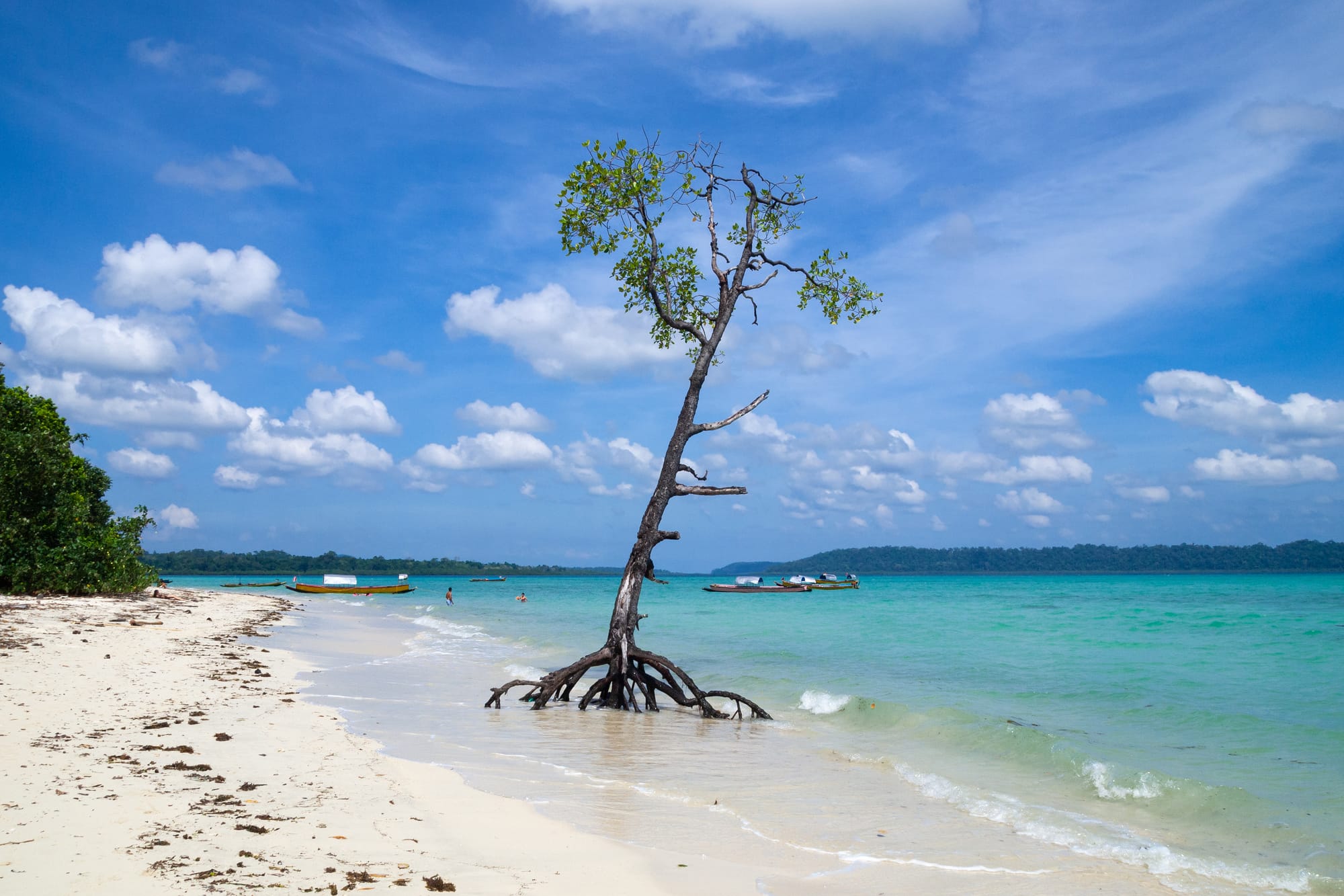 Andaman archipelago is a juicy blend of tropical flavors, trees, sunny and exotic. Ethereal mangrove trees rising out of crystal clear turquoise water on the tropical beach of Havelock Island, Andaman Sea, Andaman and Nicobar Islands, India.